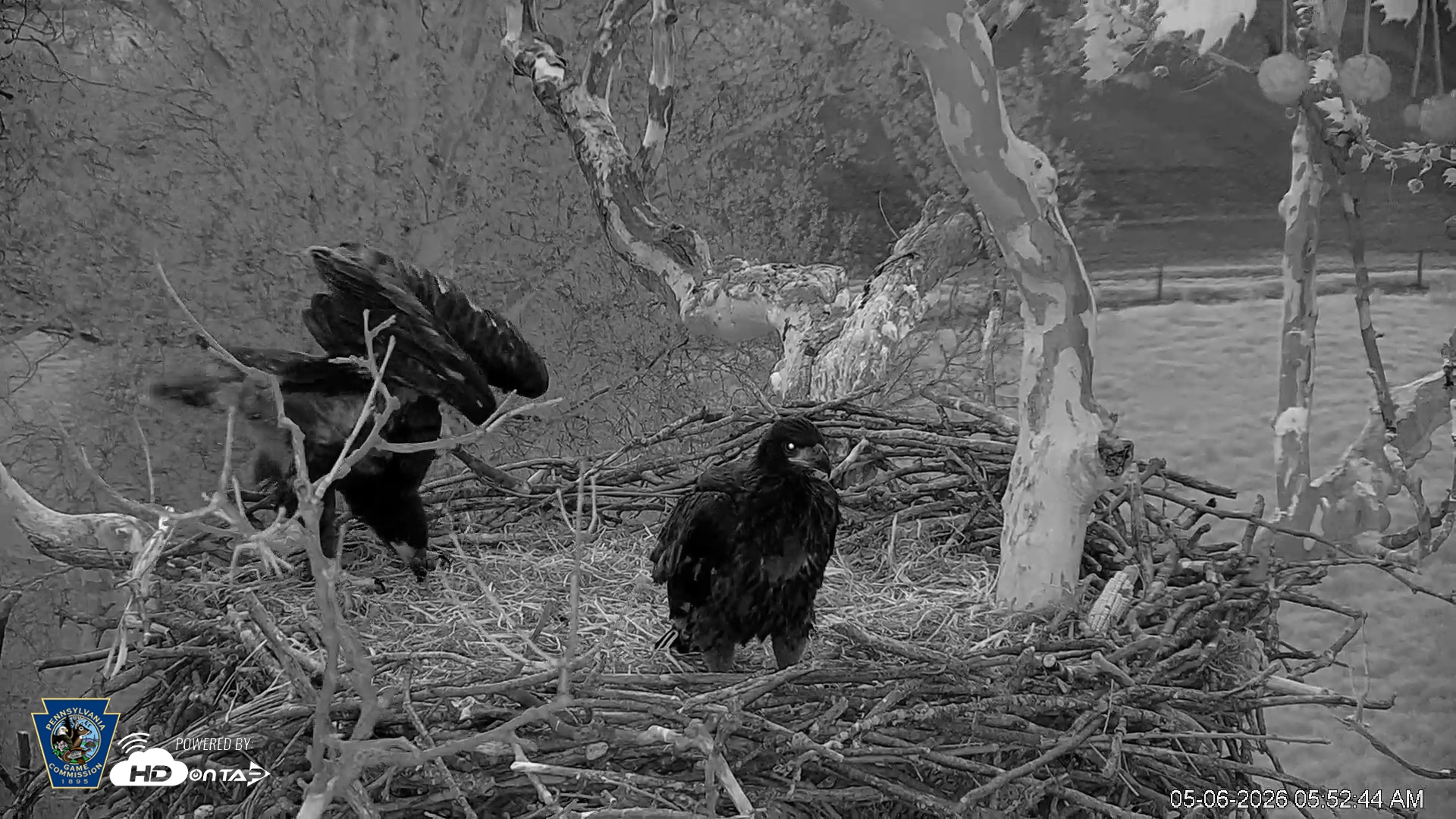 Snapshot of PA Farm Country Eagles Live Cams taken May 6, 2026, 5:53am EDT