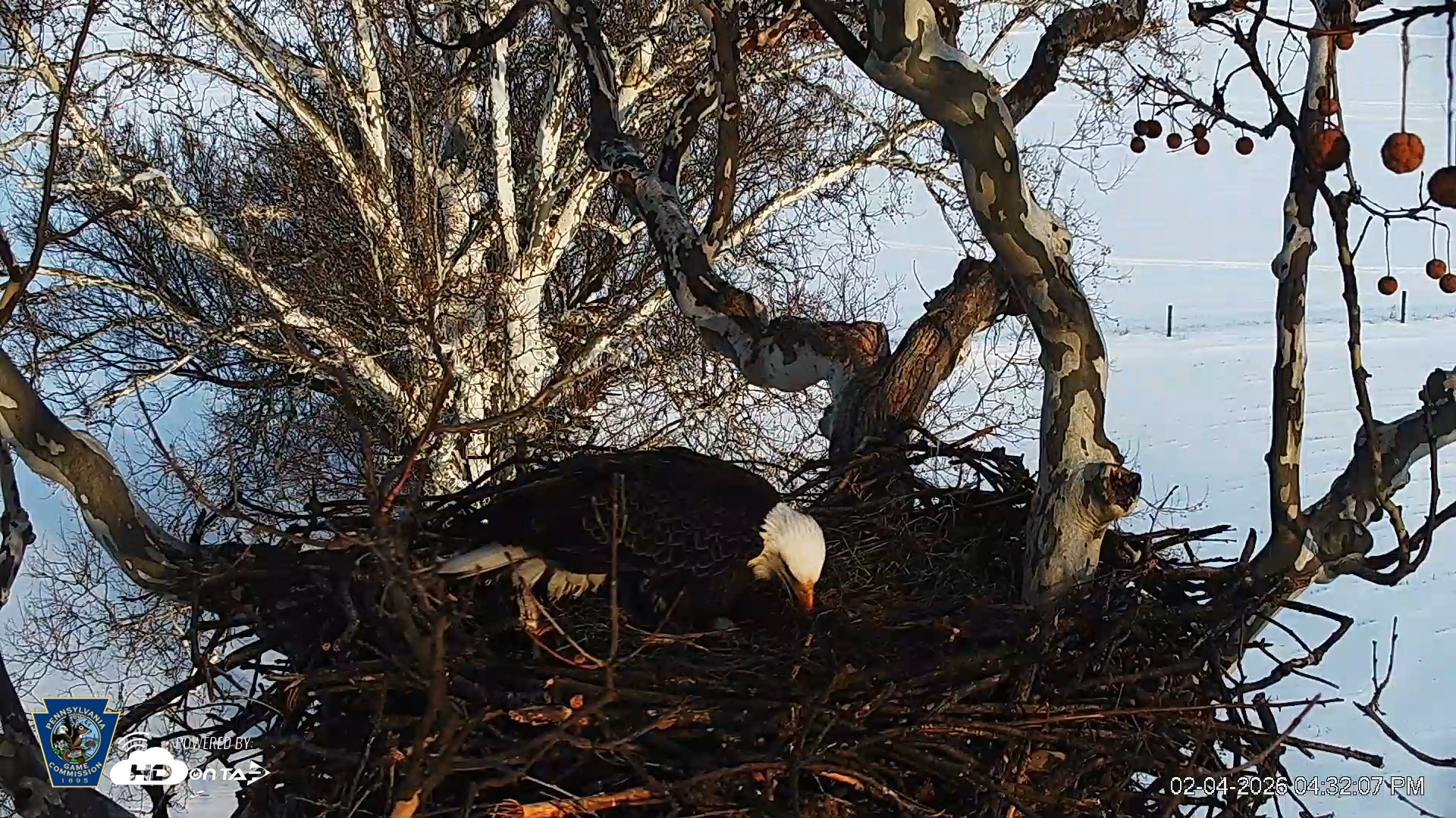 Snapshot of PA Farm Country Eagles Live Cams taken Feb 4, 2026, 4:32pm EST