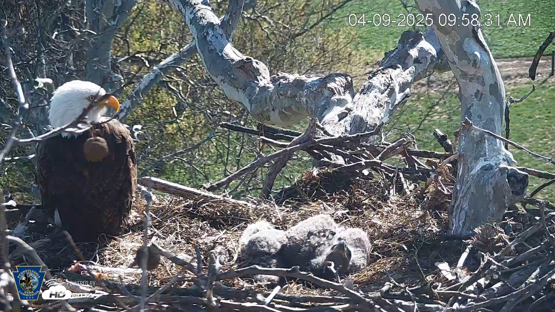Snapshot of PA Farm Country Eagles Live Cams taken Apr 9, 2025, 9:59am EDT