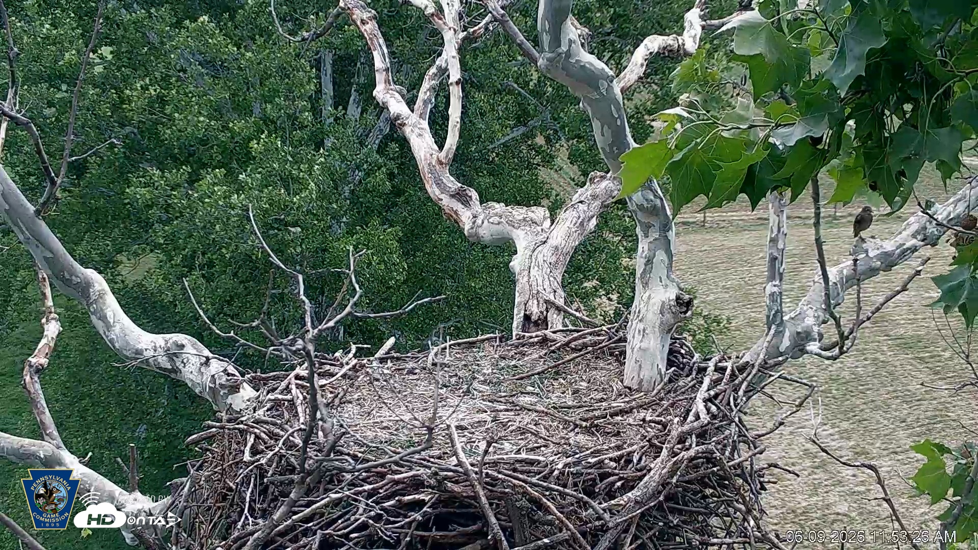 Snapshot of PA Farm Country Eagles Live Cams taken Jun 9, 2026, 11:54am EDT