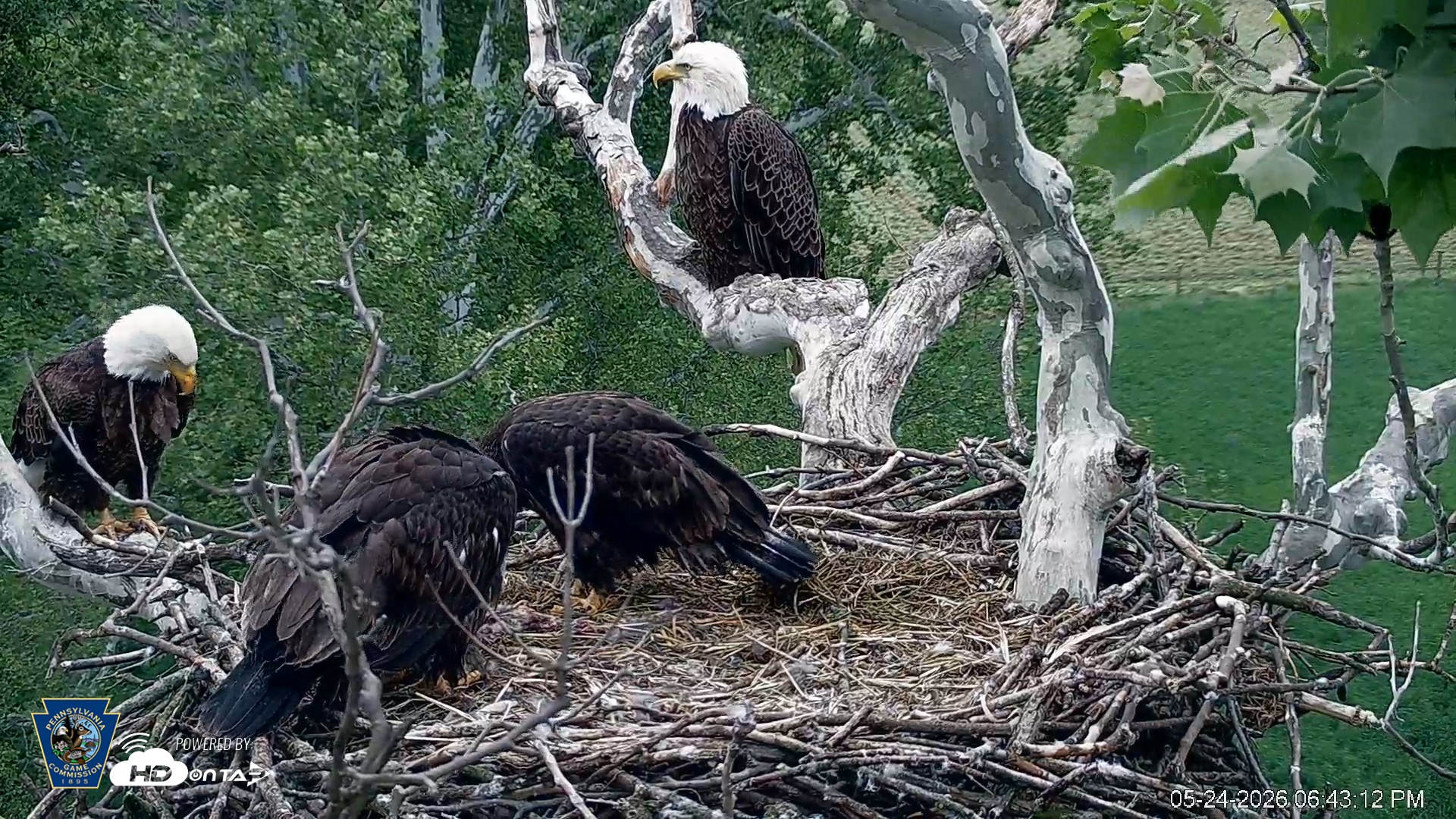 Snapshot of PA Farm Country Eagles Live Cams taken May 24, 2026, 6:44pm EDT