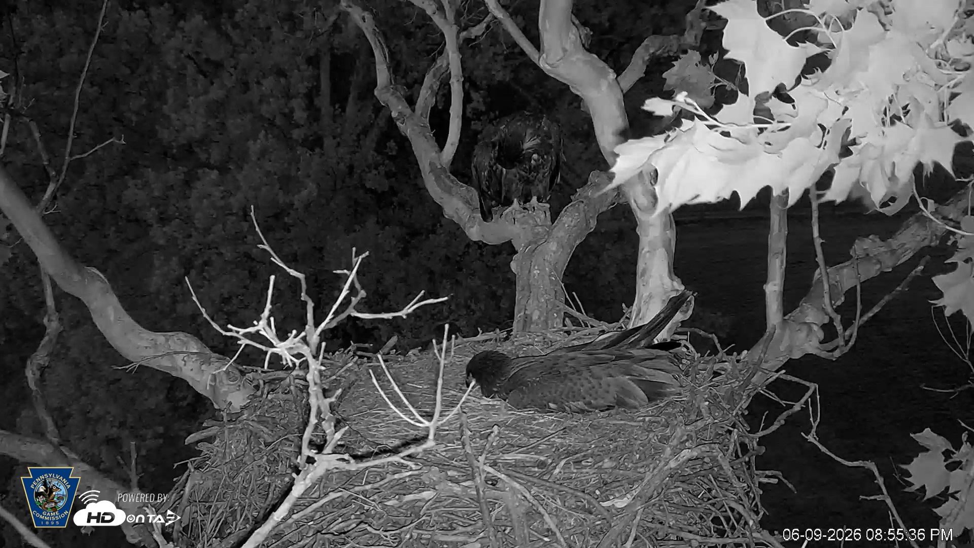 Snapshot of PA Farm Country Eagles Live Cams taken Jun 9, 2026, 8:56pm EDT