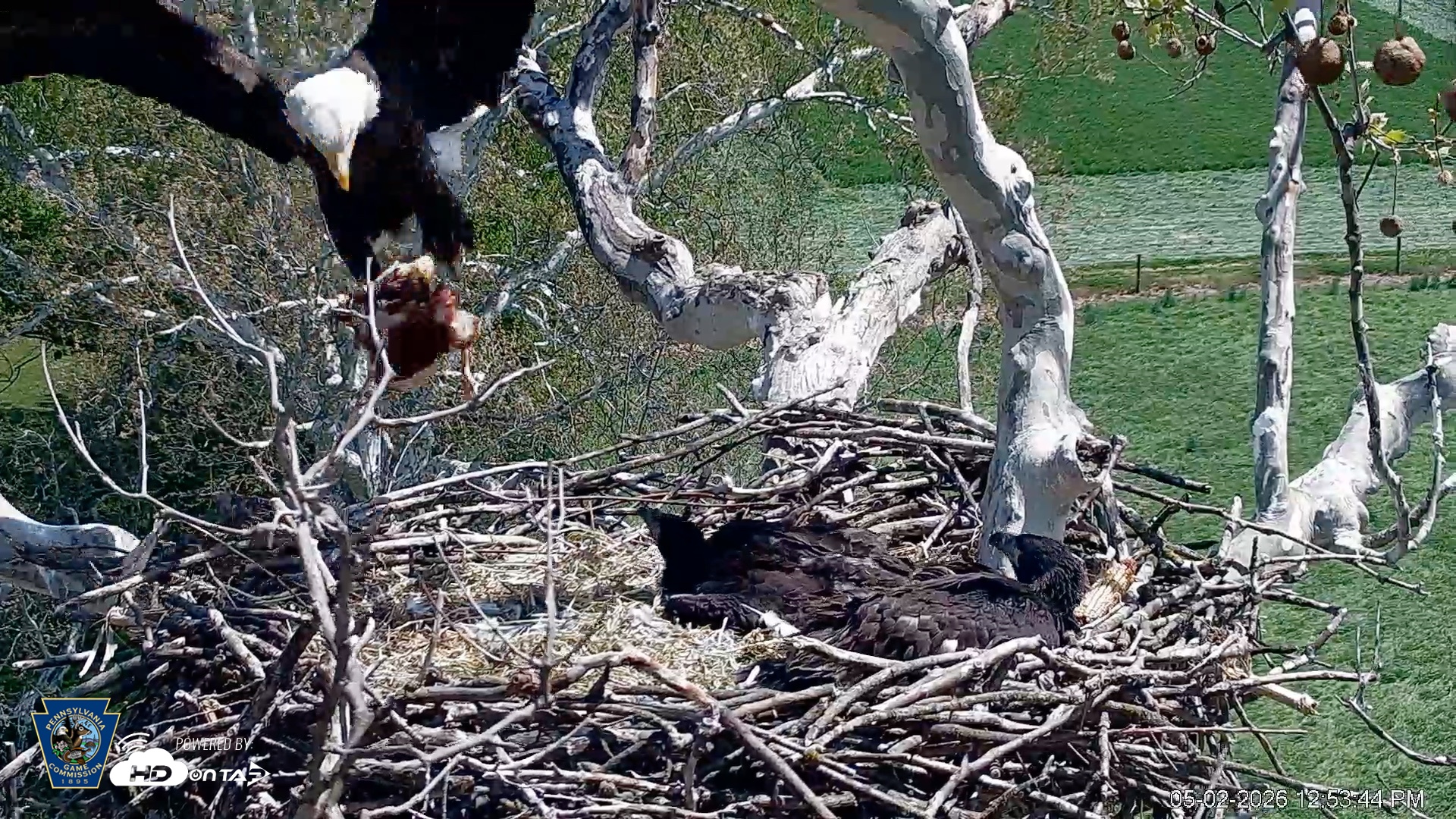 Snapshot of PA Farm Country Eagles Live Cams taken May 2, 2026, 12:55pm EDT