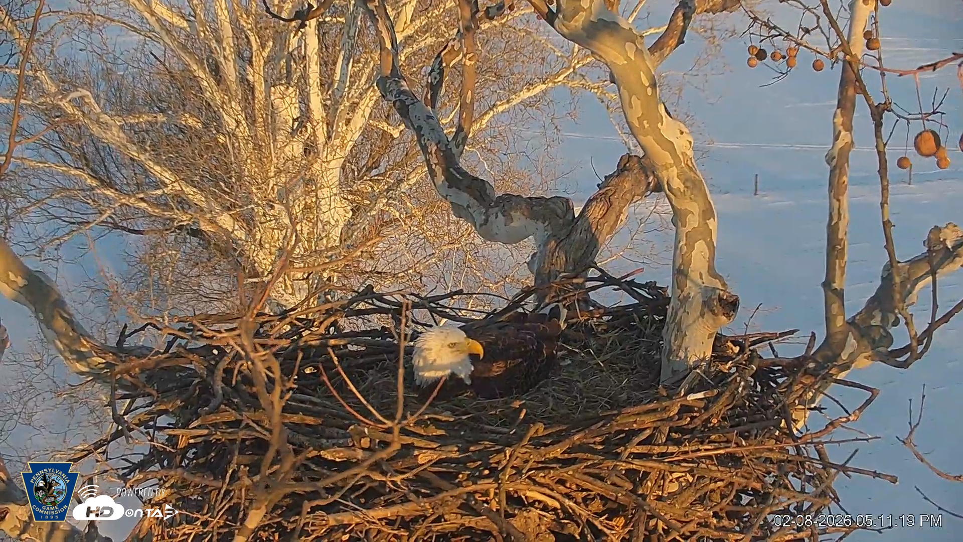 Snapshot of PA Farm Country Eagles Live Cams taken Feb 8, 2026, 5:12pm EST