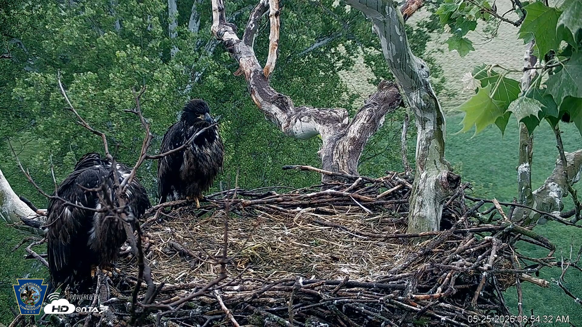 Snapshot of PA Farm Country Eagles Live Cams taken May 25, 2026, 8:55am EDT