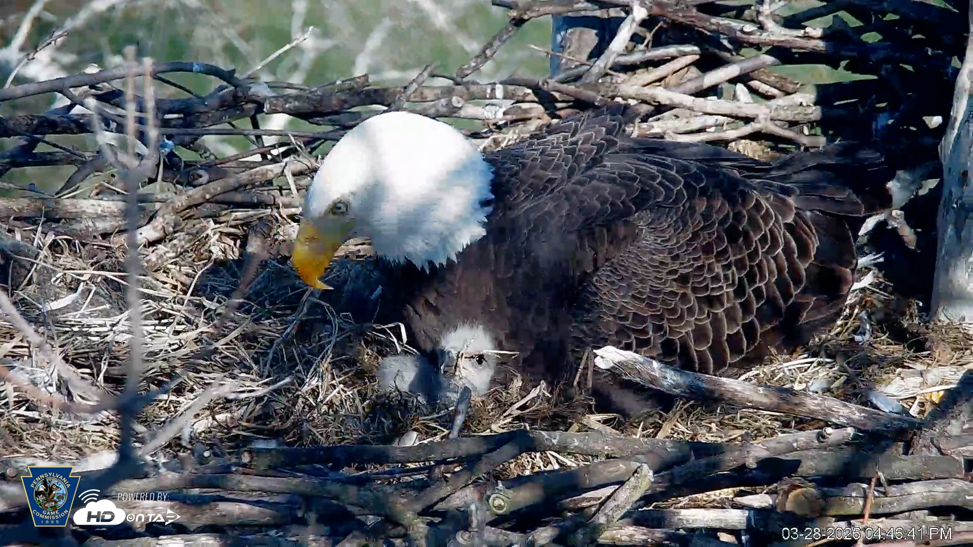 Snapshot of PA Farm Country Eagles Live Cams taken Mar 28, 2026, 4:47pm EDT