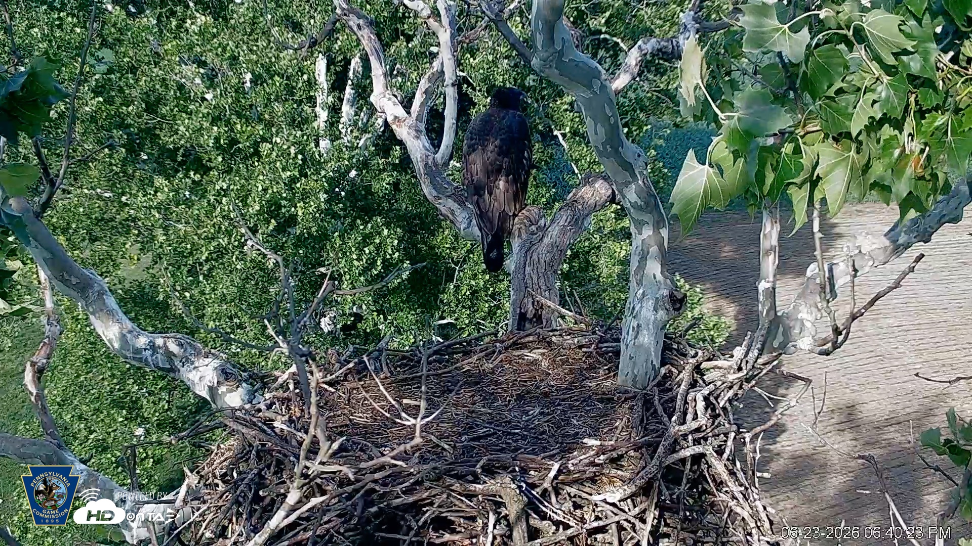 Snapshot of PA Farm Country Eagles Live Cams taken Jun 23, 2026, 6:41pm EDT