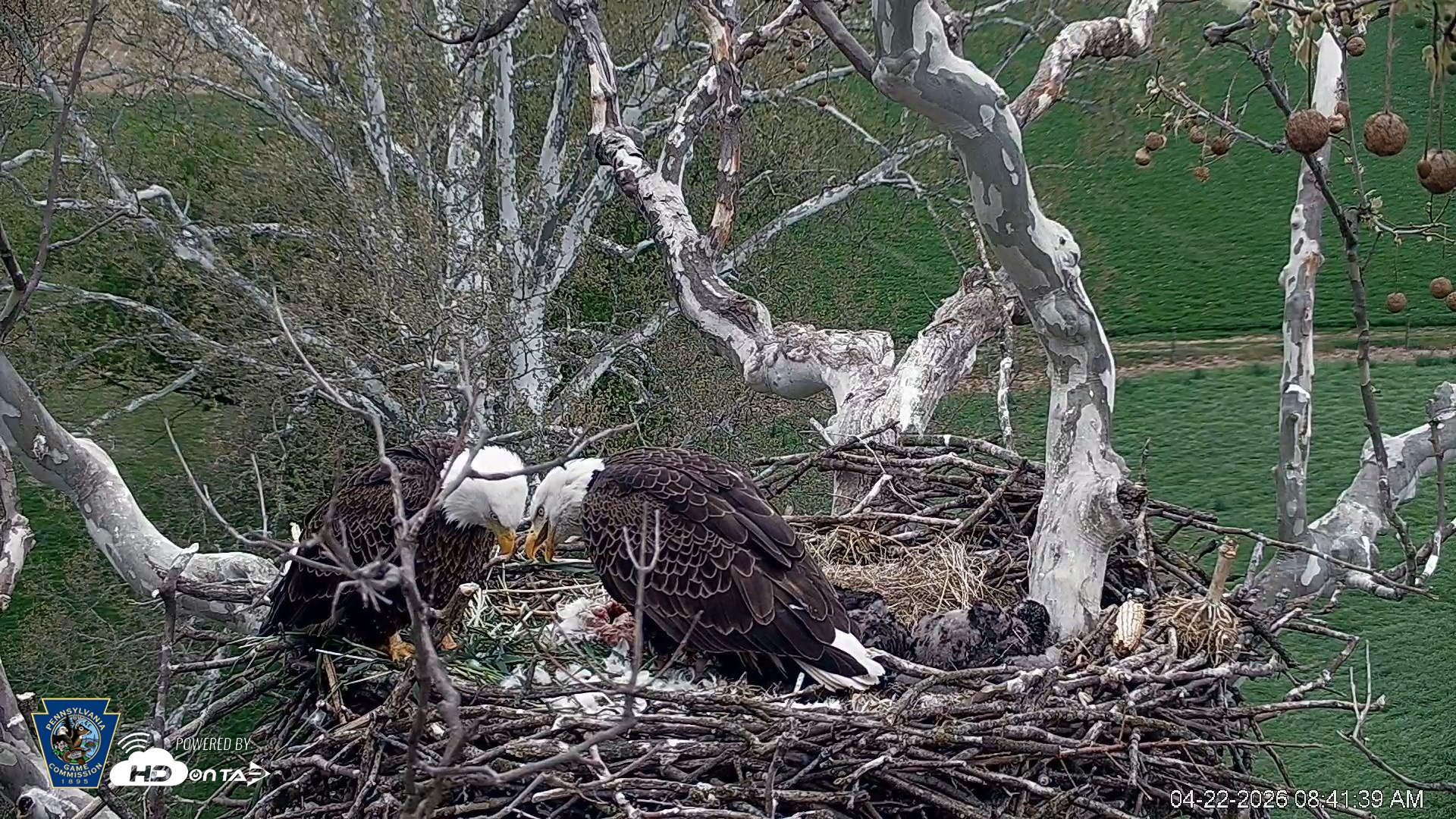 Snapshot of PA Farm Country Eagles Live Cams taken Apr 22, 2026, 8:42am EDT