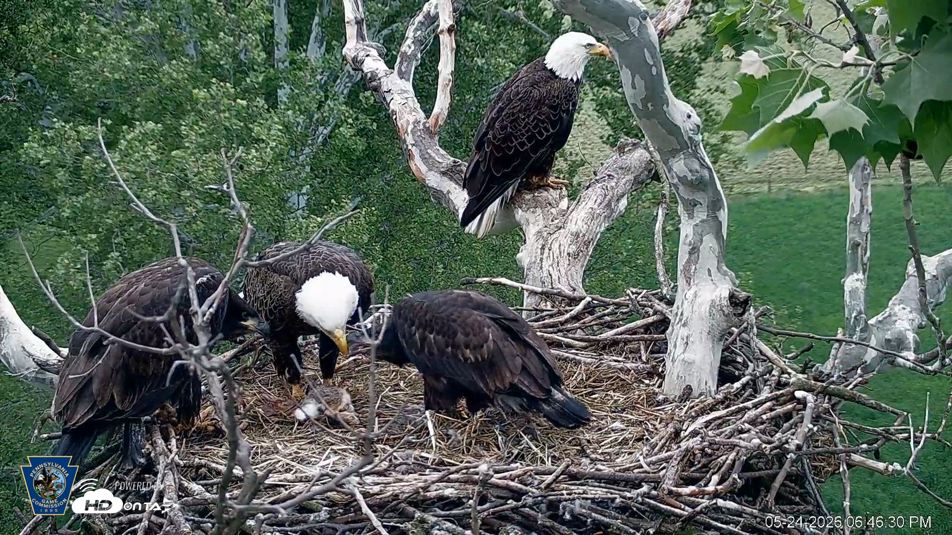 Snapshot of PA Farm Country Eagles Live Cams taken May 24, 2026, 6:47pm EDT