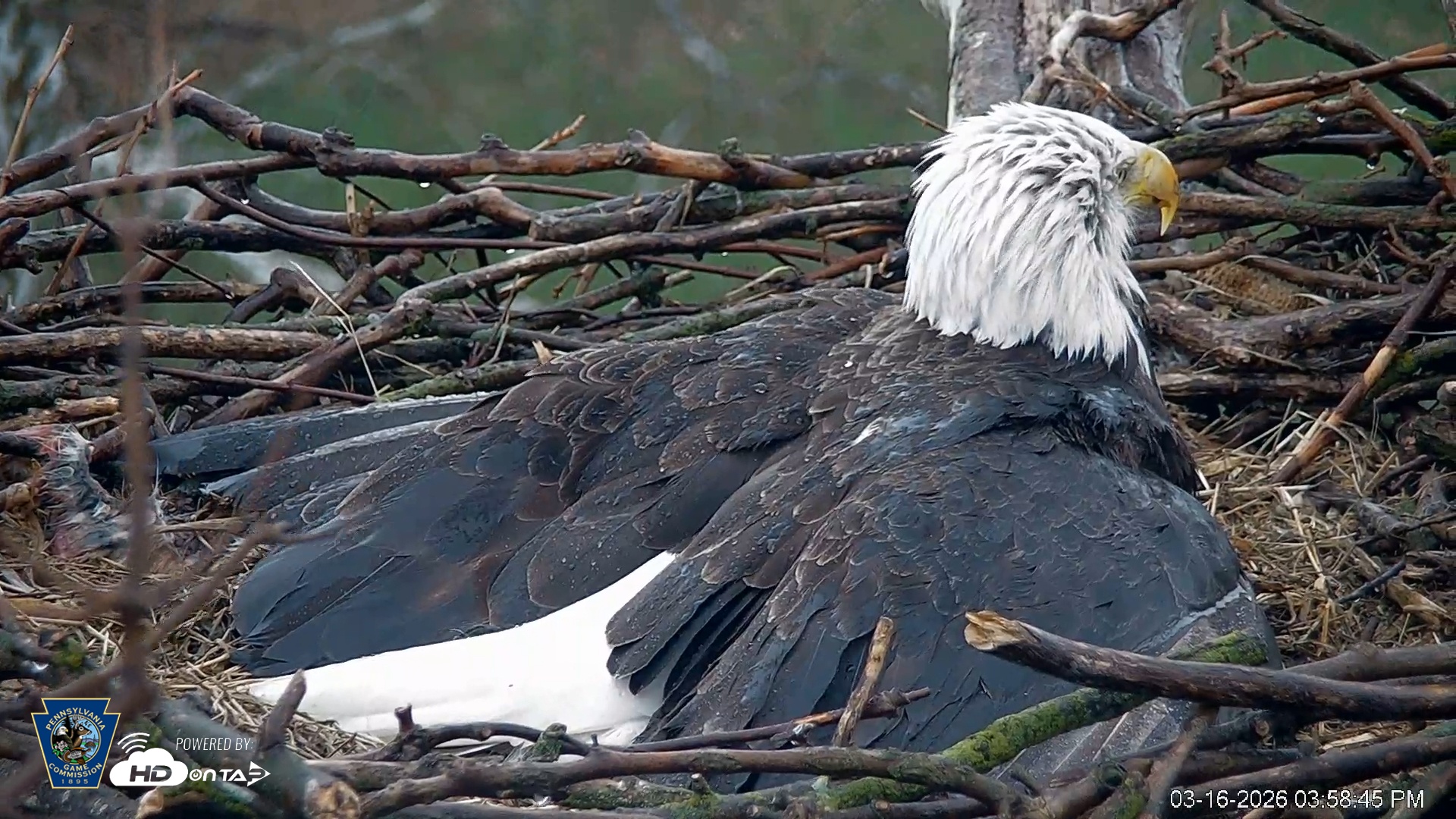 Snapshot of PA Farm Country Eagles Live Cams taken Mar 16, 2026, 3:59pm EDT