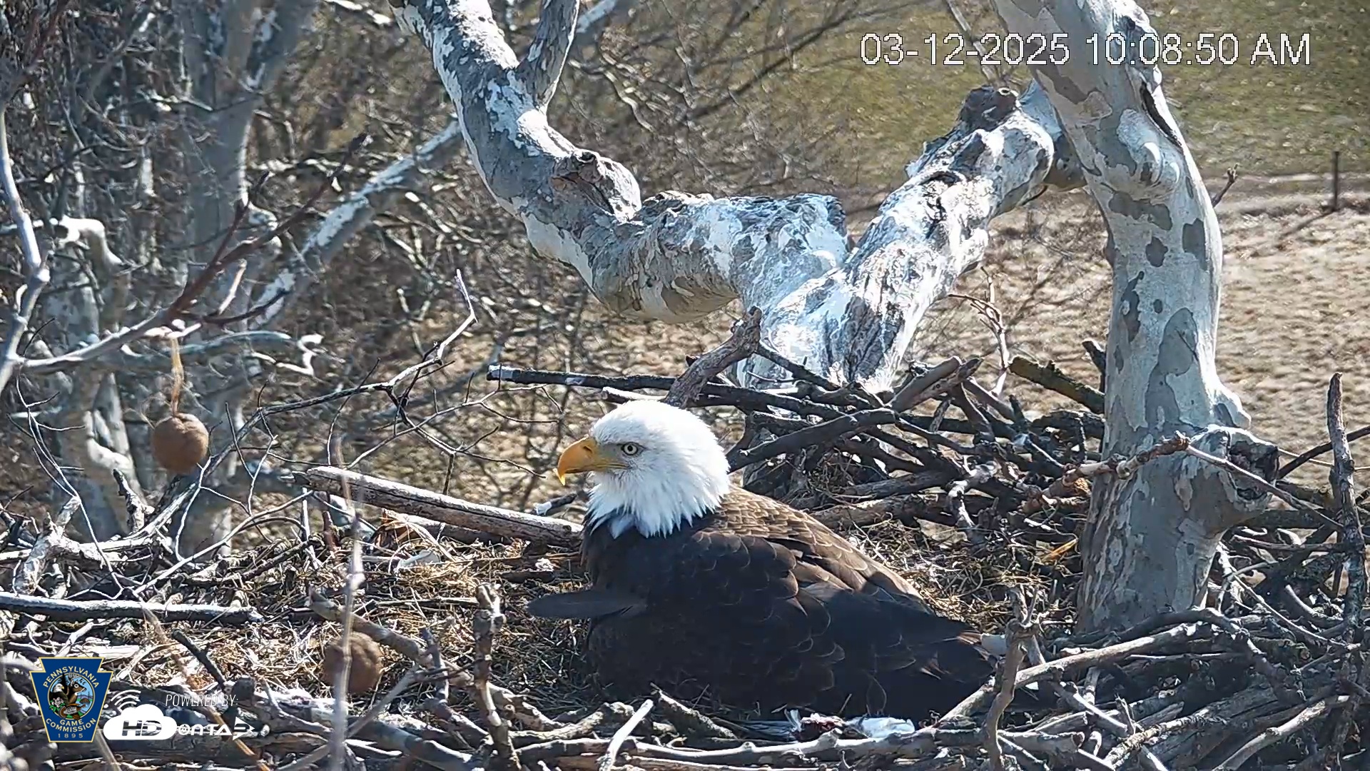 Snapshot of PA Farm Country Eagles Live Cams taken Mar 12, 2025, 10:09am EDT