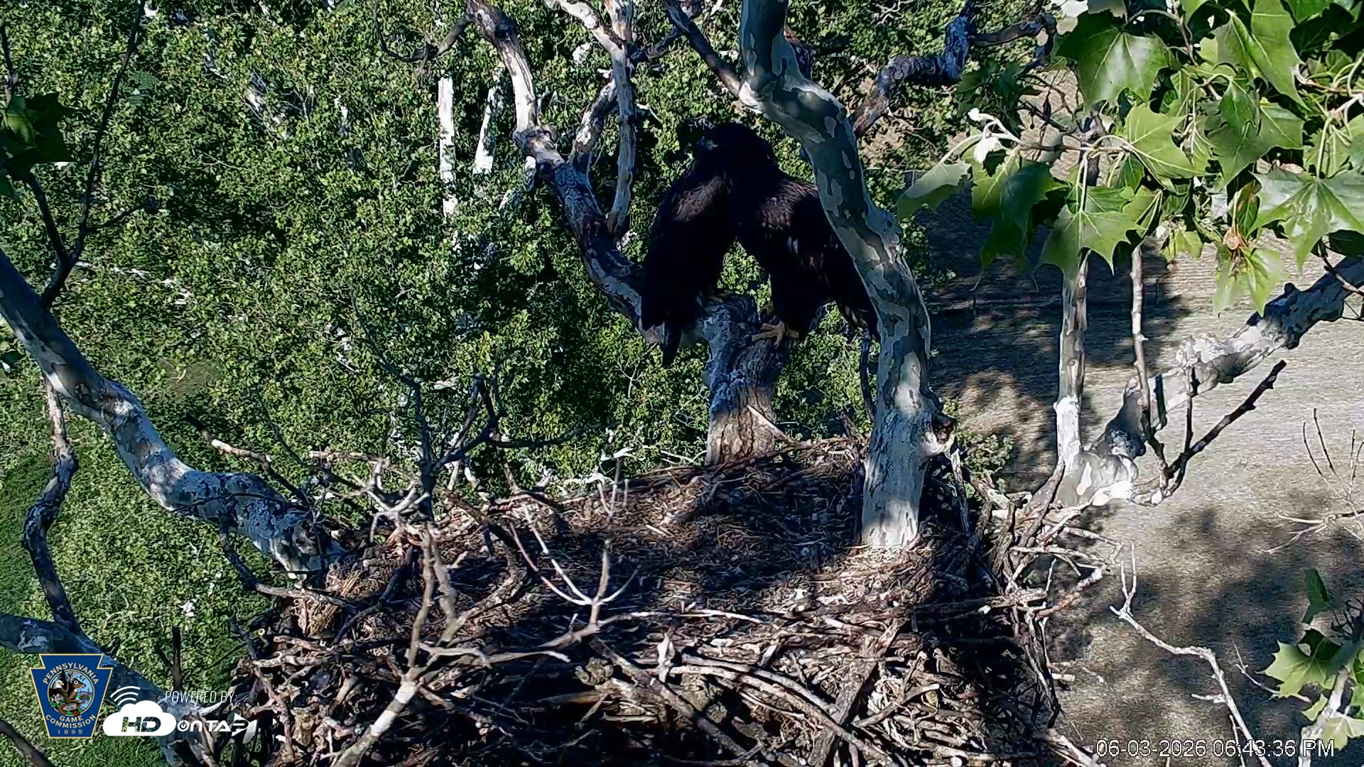 Snapshot of PA Farm Country Eagles Live Cams taken Jun 3, 2026, 6:45pm EDT