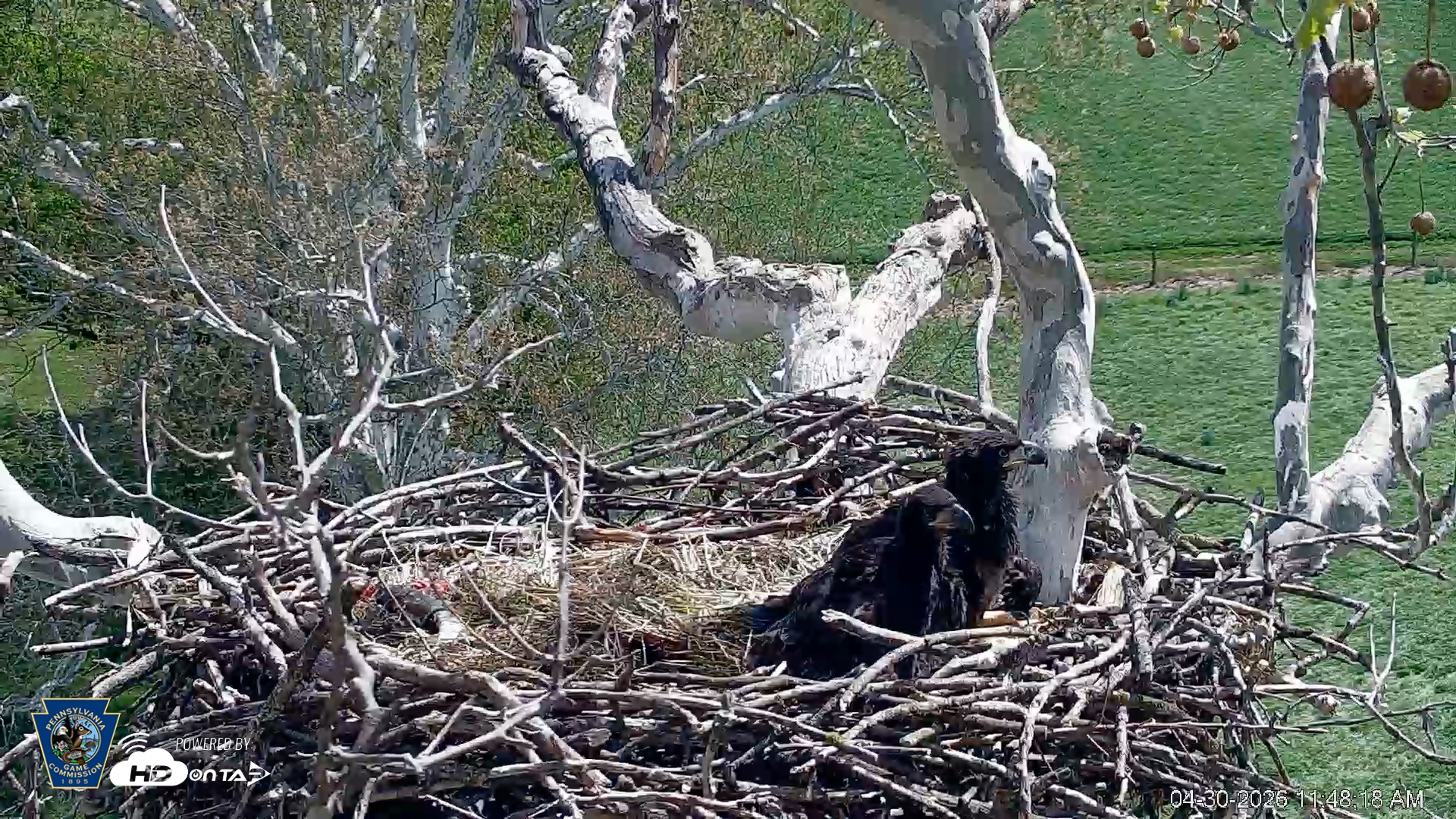 Snapshot of PA Farm Country Eagles Live Cams taken Apr 30, 2026, 11:49am EDT
