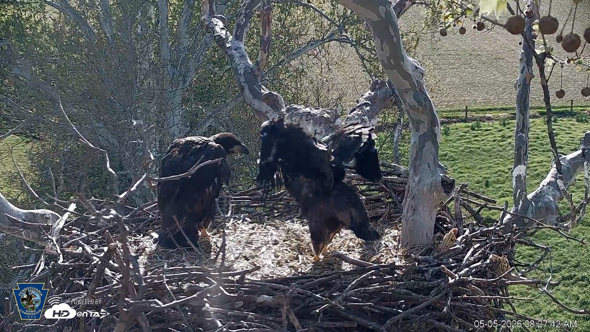 Snapshot of PA Farm Country Eagles Live Cams taken May 5, 2026, 8:28am EDT