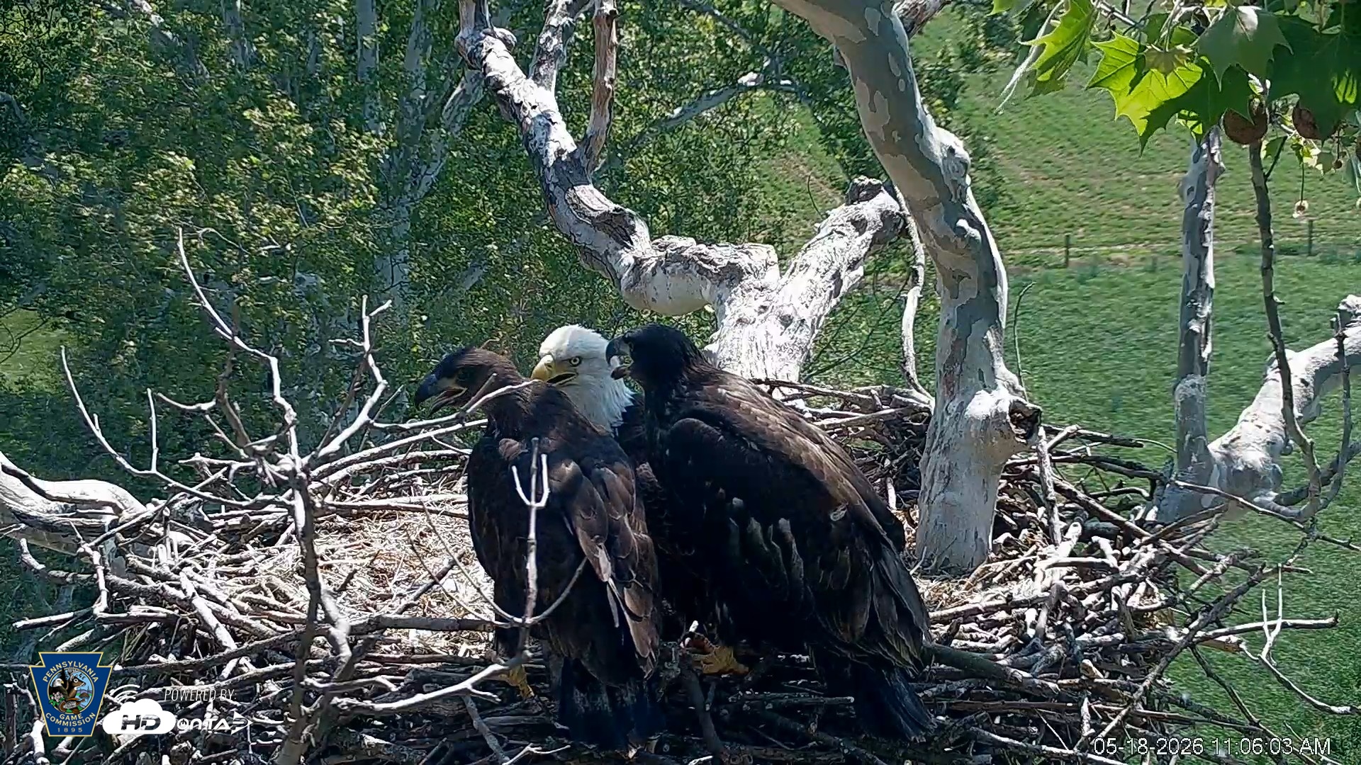 Snapshot of PA Farm Country Eagles Live Cams taken May 18, 2026, 11:07am EDT