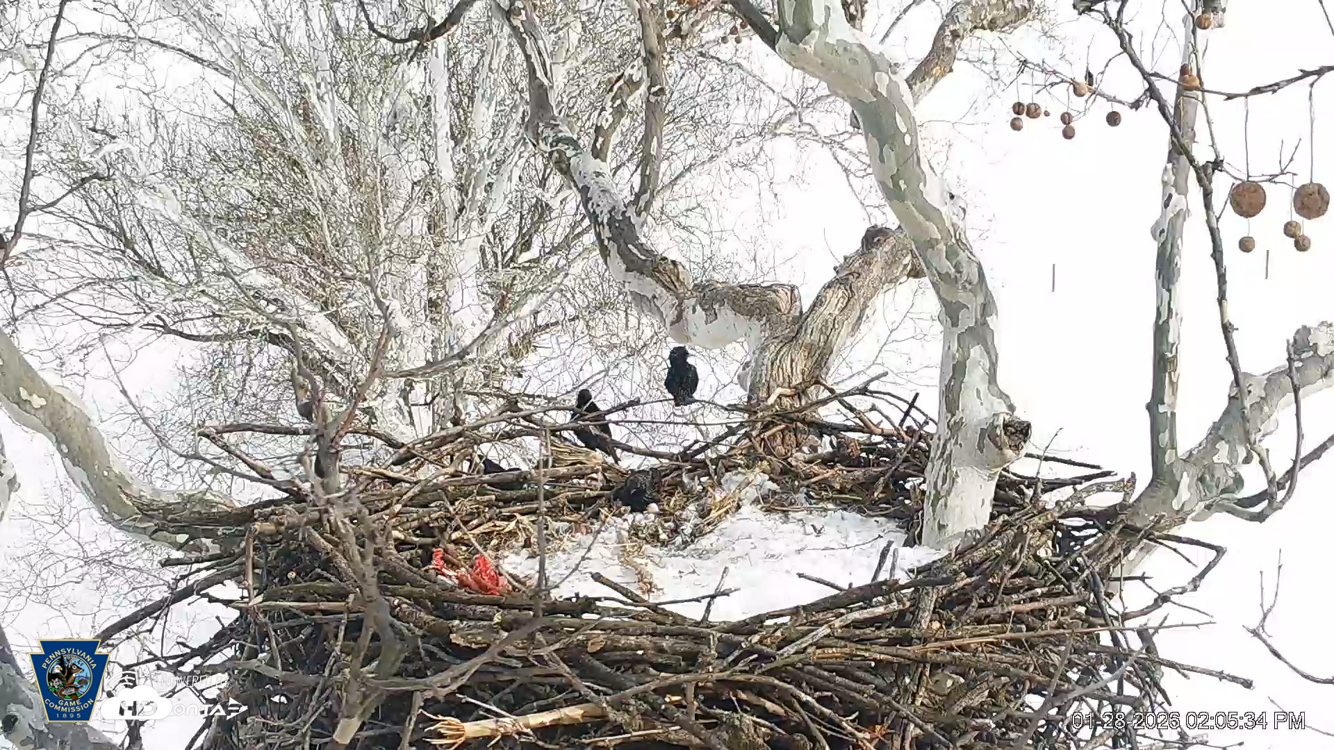 Snapshot of PA Farm Country Eagles Live Cams taken Jan 28, 2026, 2:06pm EST