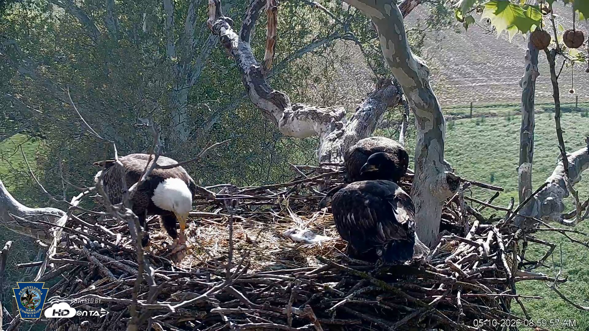 Snapshot of PA Farm Country Eagles Live Cams taken May 10, 2026, 9:00am EDT