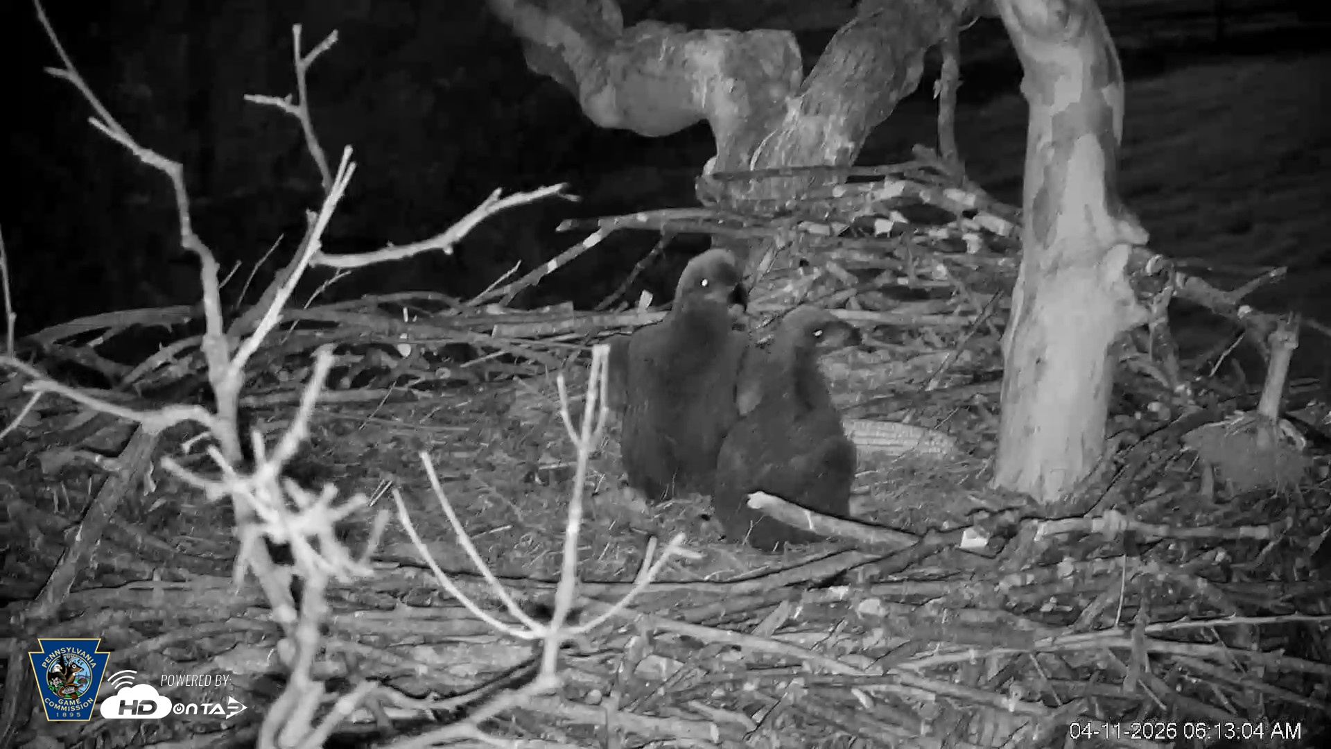 Snapshot of PA Farm Country Eagles Live Cams taken Apr 11, 2026, 6:13am EDT