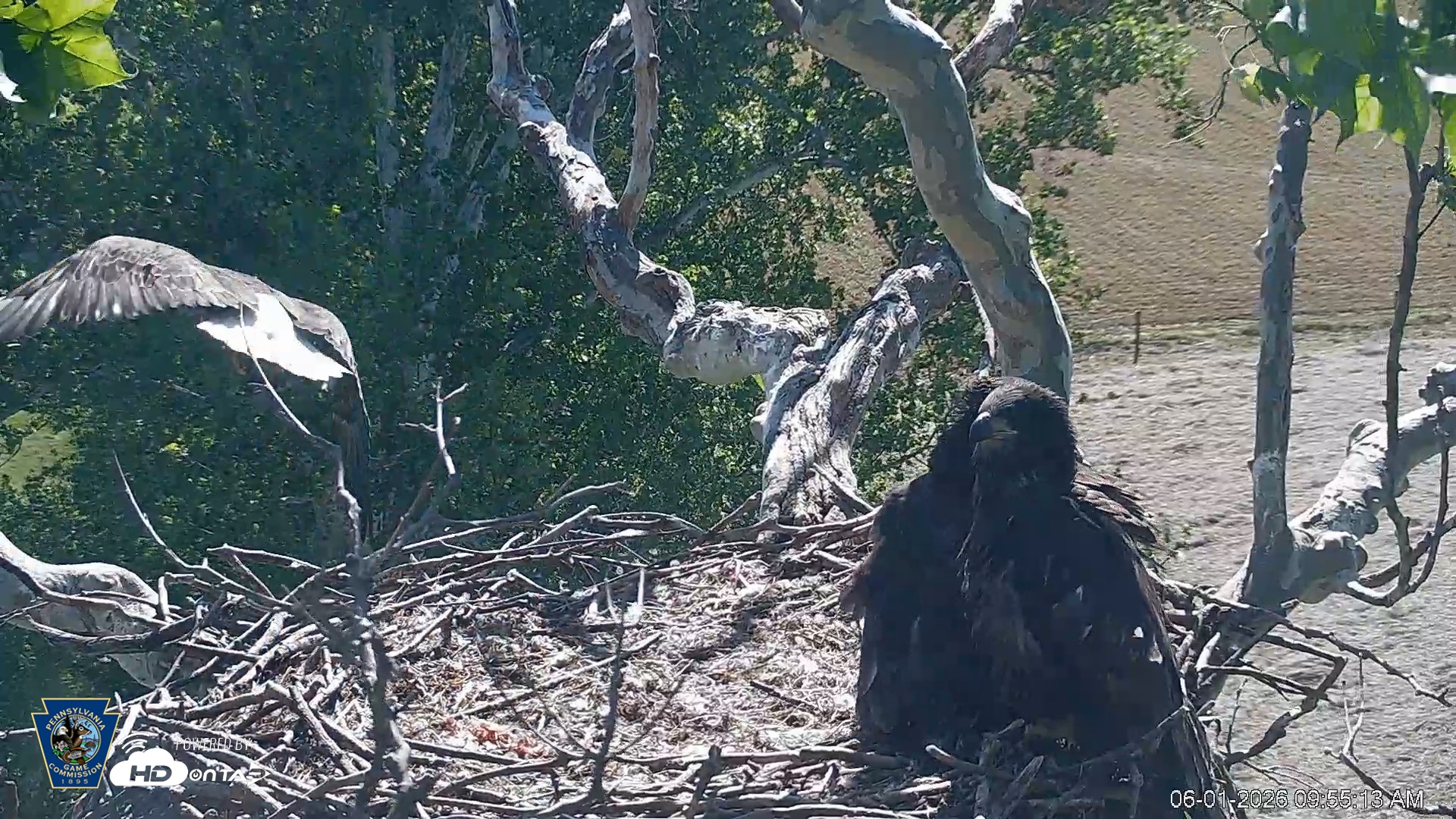 Snapshot of PA Farm Country Eagles Live Cams taken Jun 1, 2026, 9:56am EDT