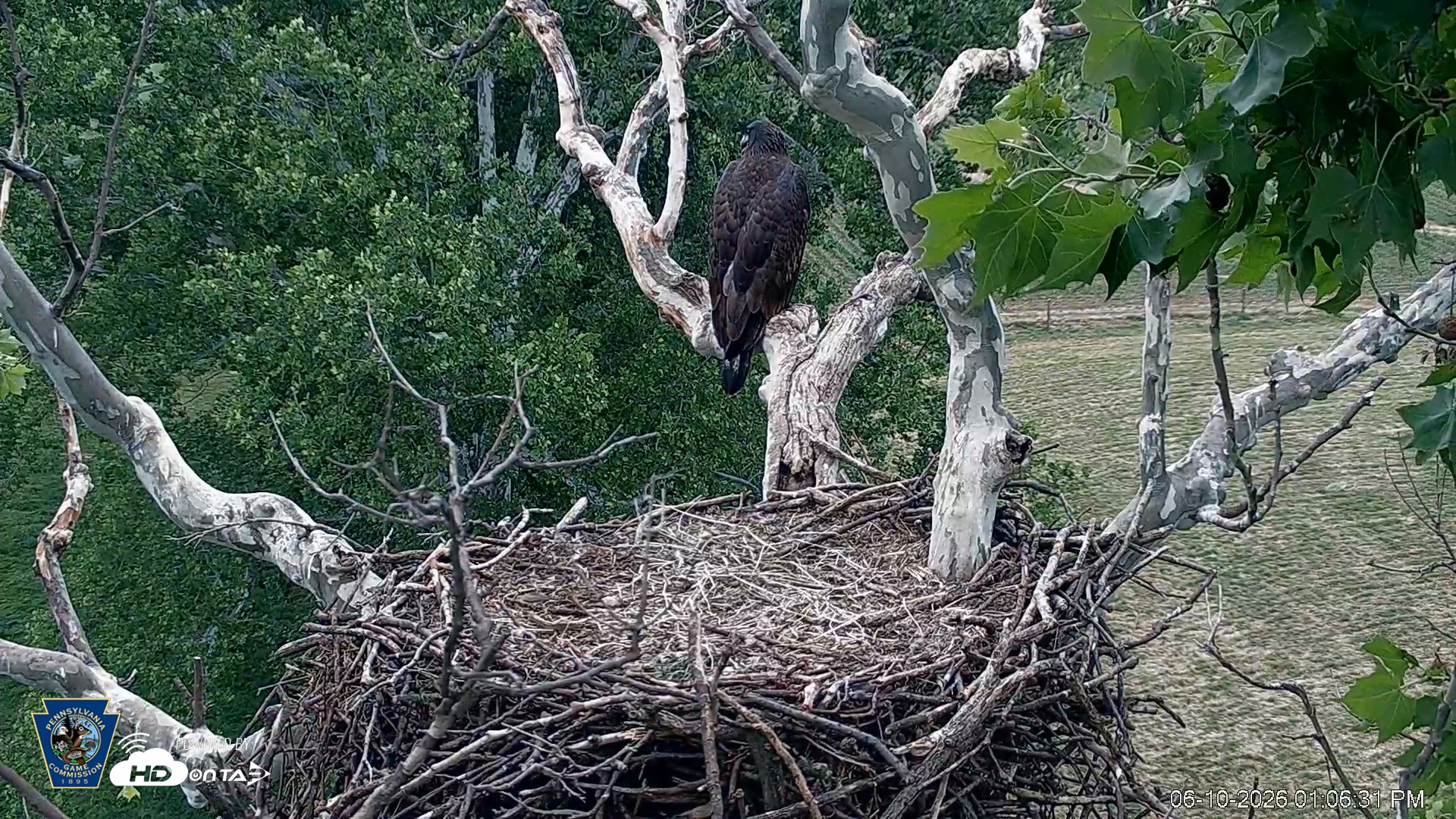 Snapshot of PA Farm Country Eagles Live Cams taken Jun 10, 2026, 1:07pm EDT