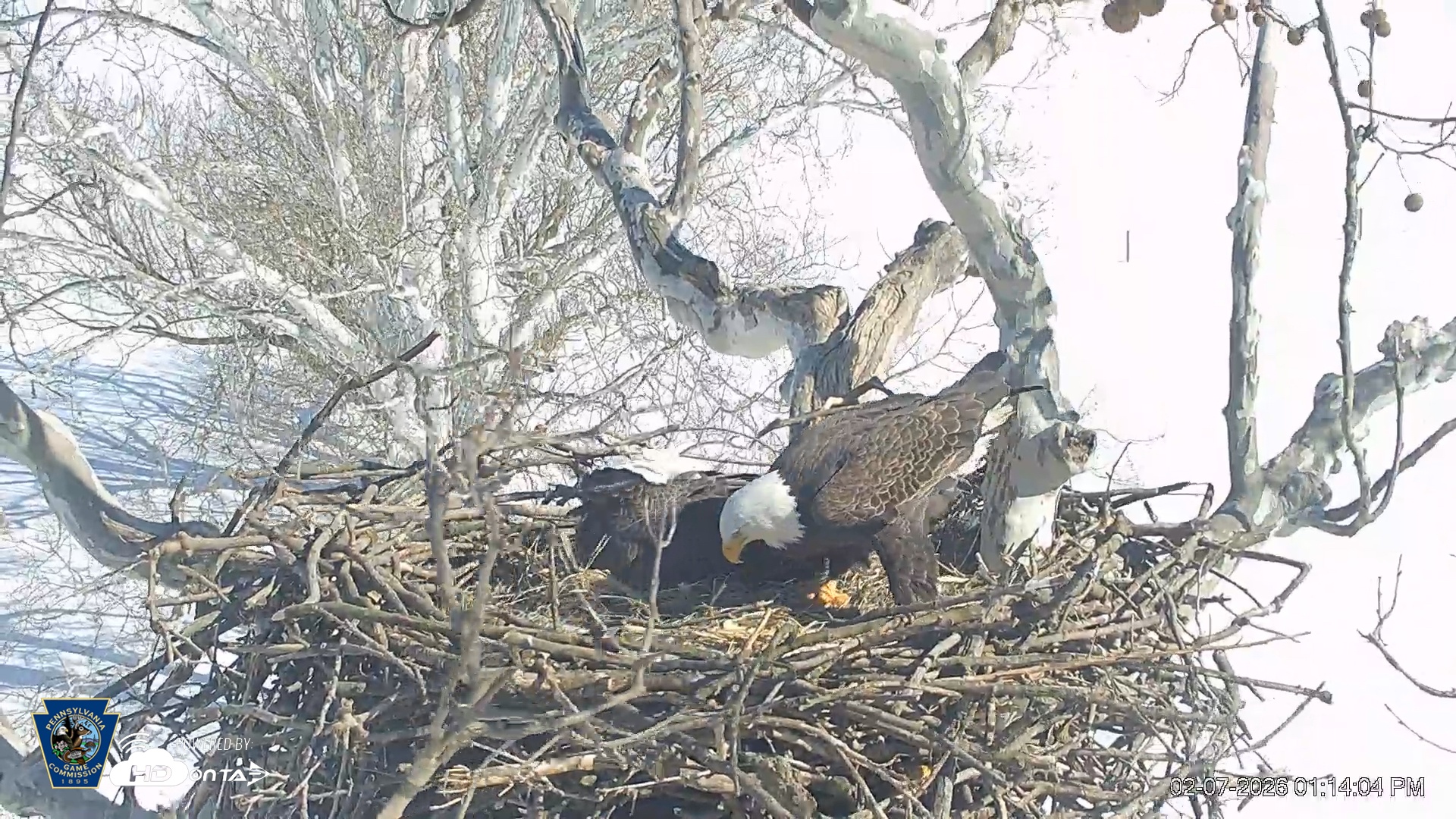 Snapshot of PA Farm Country Eagles Live Cams taken Feb 7, 2026, 1:14pm EST