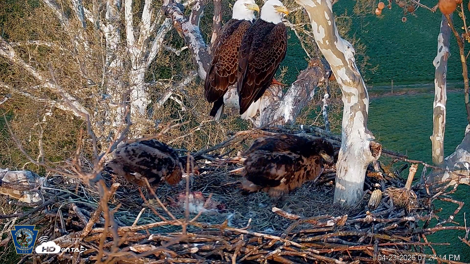 Snapshot of PA Farm Country Eagles Live Cams taken Apr 23, 2026, 7:28pm EDT