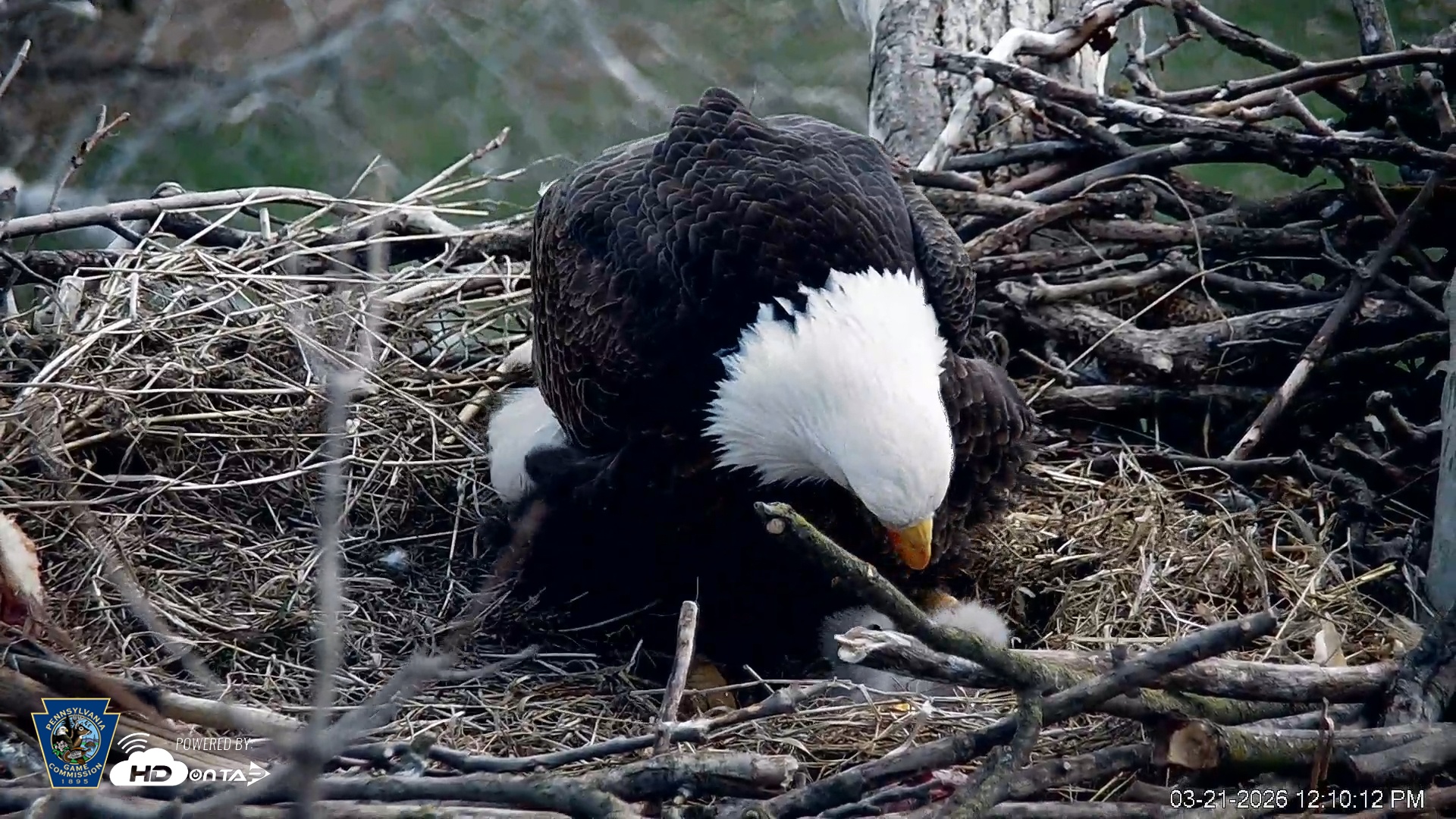 Snapshot of PA Farm Country Eagles Live Cams taken Mar 21, 2026, 12:11pm EDT
