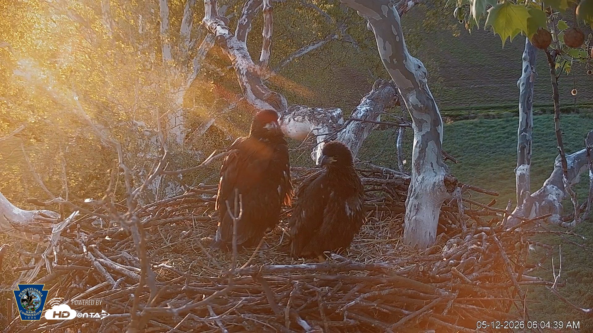 Snapshot of PA Farm Country Eagles Live Cams taken May 12, 2026, 6:05am EDT