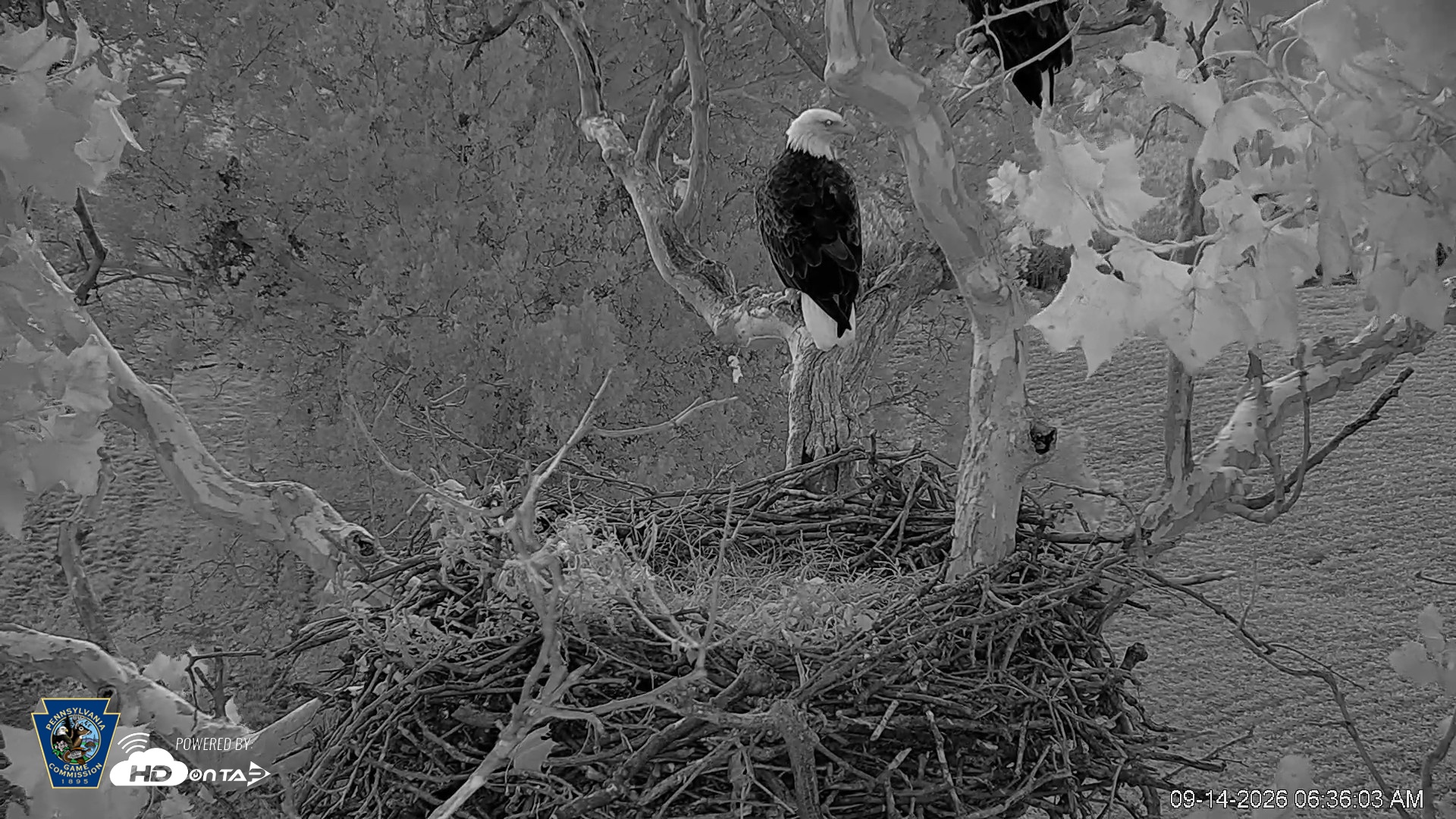 Snapshot of PA Farm Country Eagles Live Cams taken Sep 14, 2026, 6:36am EDT