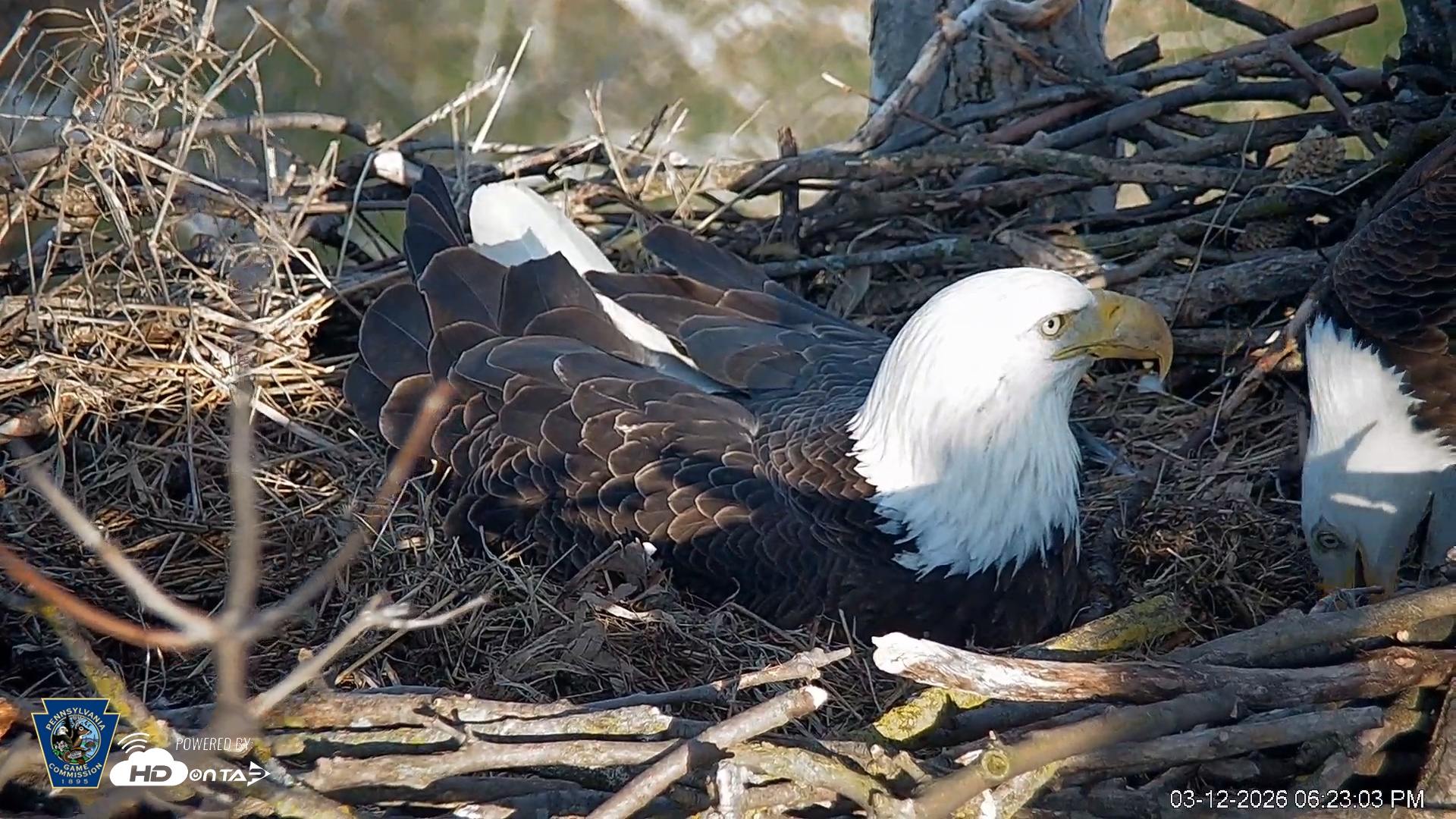 Snapshot of PA Farm Country Eagles Live Cams taken Mar 12, 2026, 6:24pm EDT