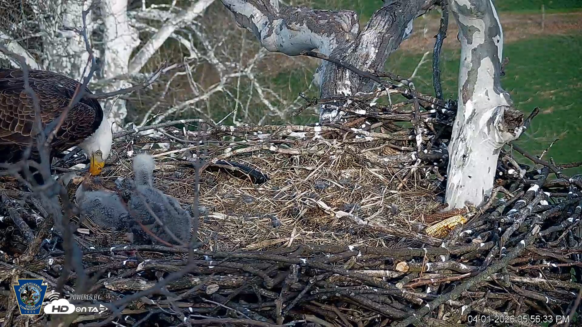 Snapshot of PA Farm Country Eagles Live Cams taken Apr 1, 2026, 5:57pm EDT