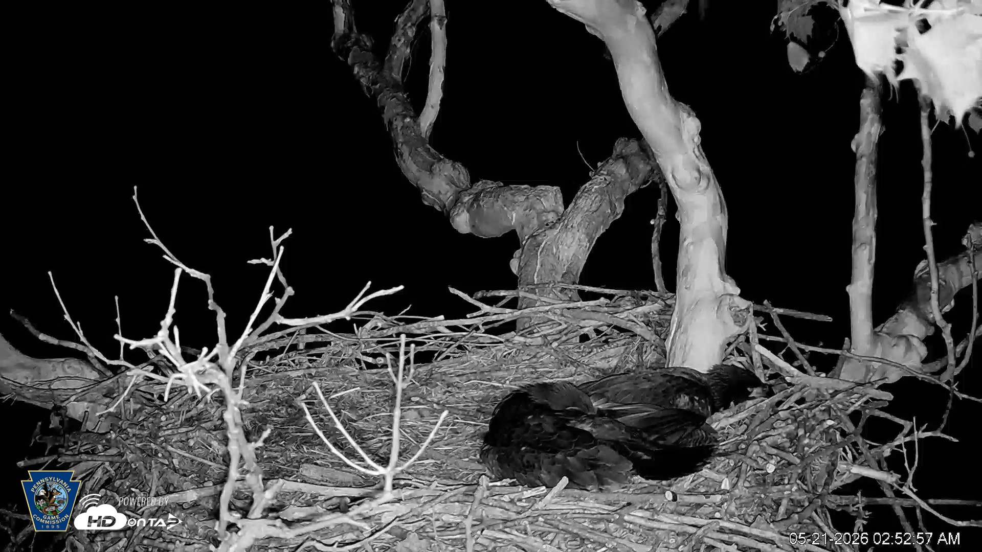 Snapshot of PA Farm Country Eagles Live Cams taken May 21, 2026, 2:53am EDT