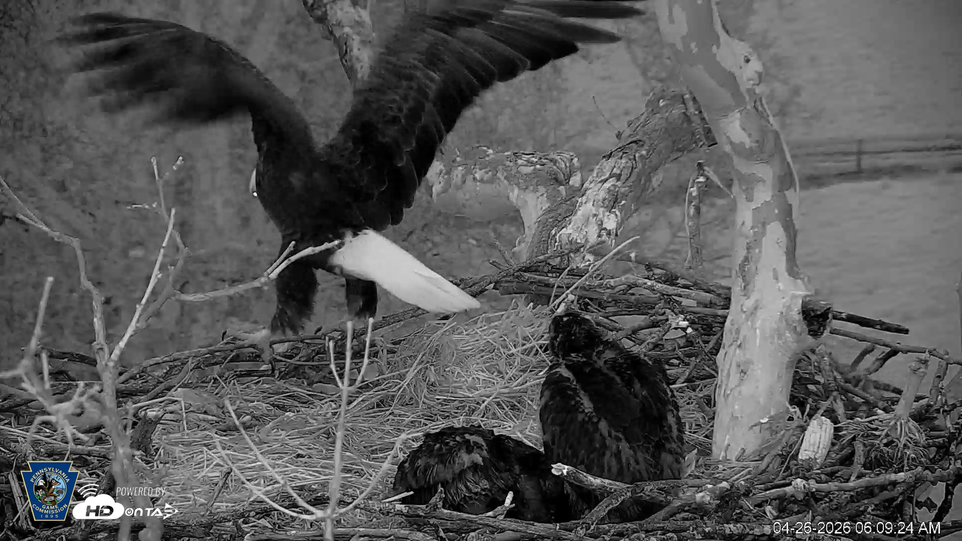 Snapshot of PA Farm Country Eagles Live Cams taken Apr 26, 2026, 6:10am EDT