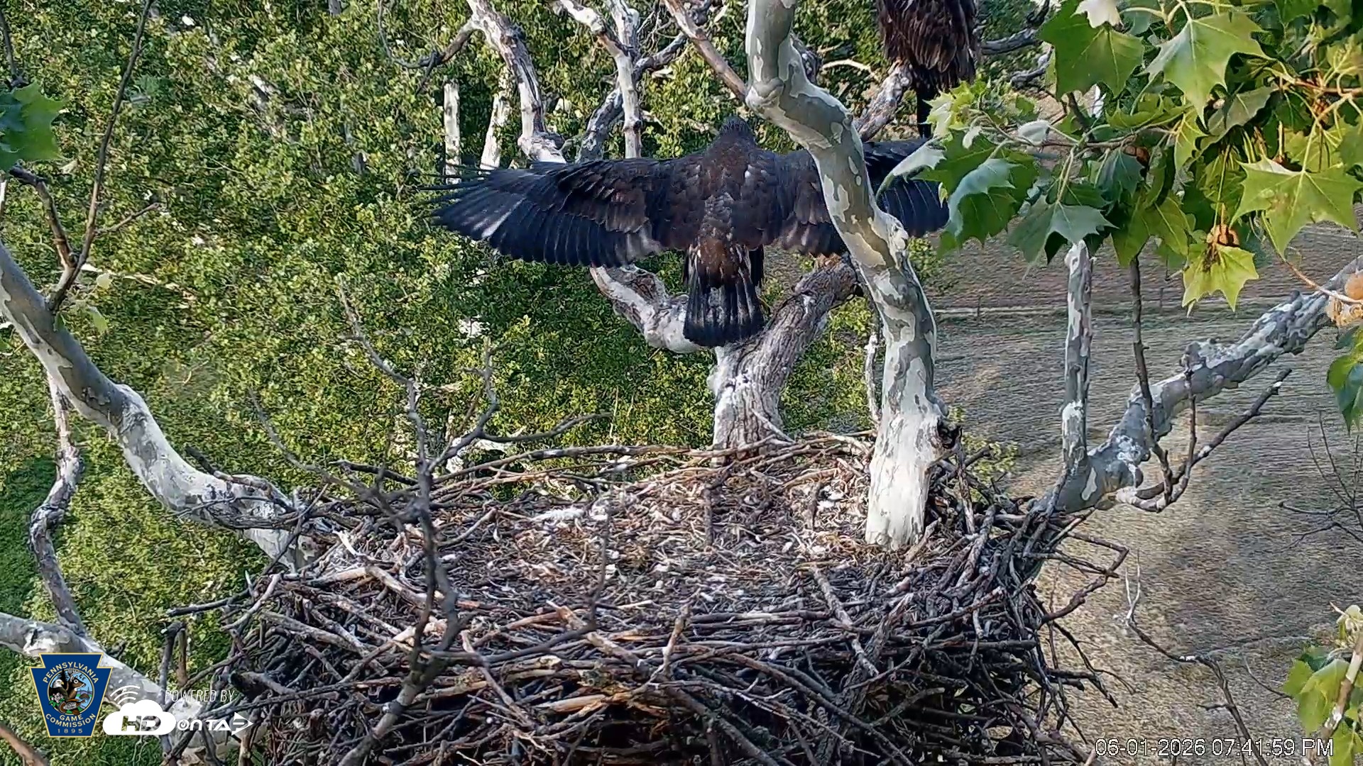 Snapshot of PA Farm Country Eagles Live Cams taken Jun 1, 2026, 7:42pm EDT