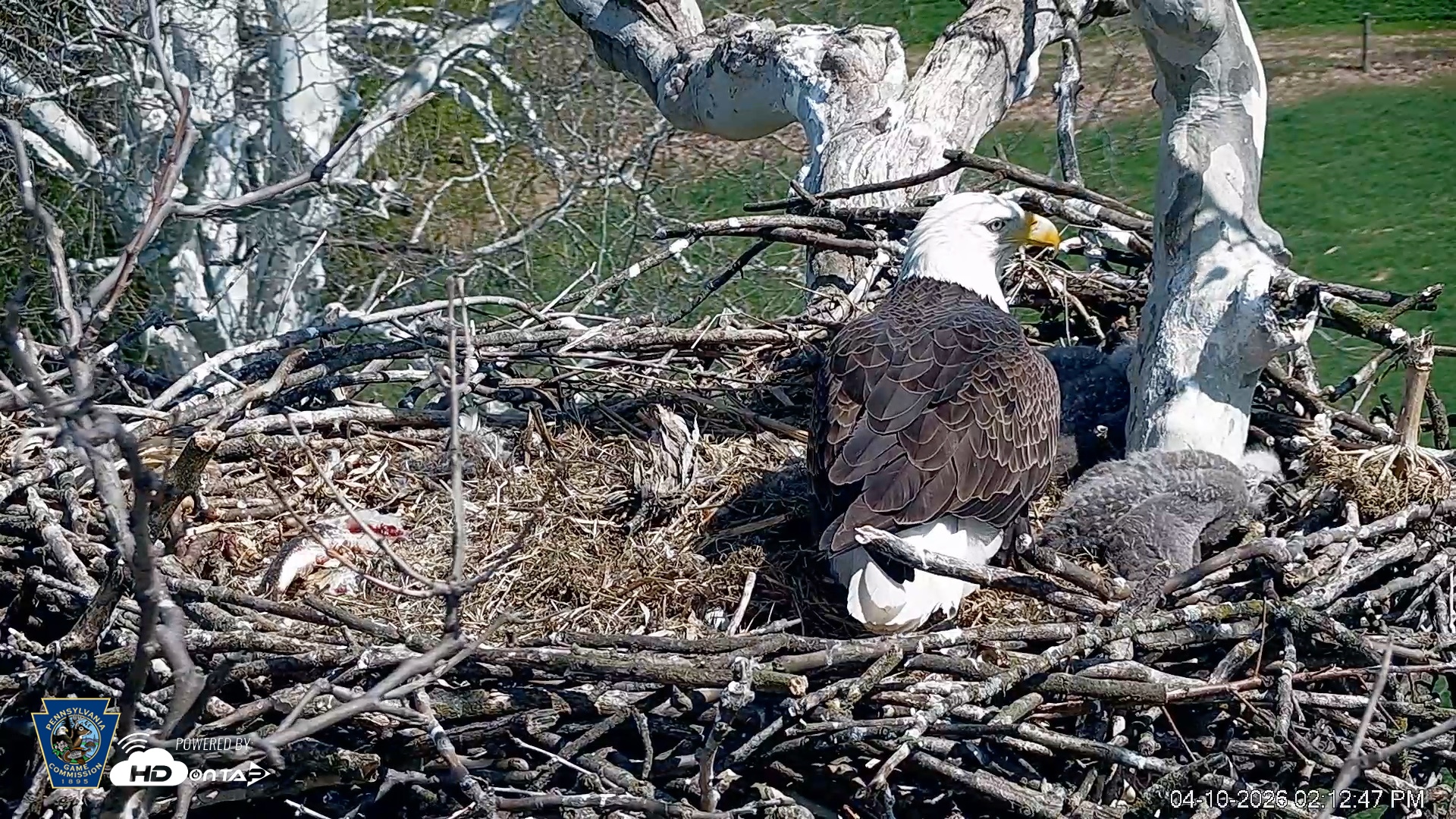 Snapshot of PA Farm Country Eagles Live Cams taken Apr 10, 2026, 2:13pm EDT