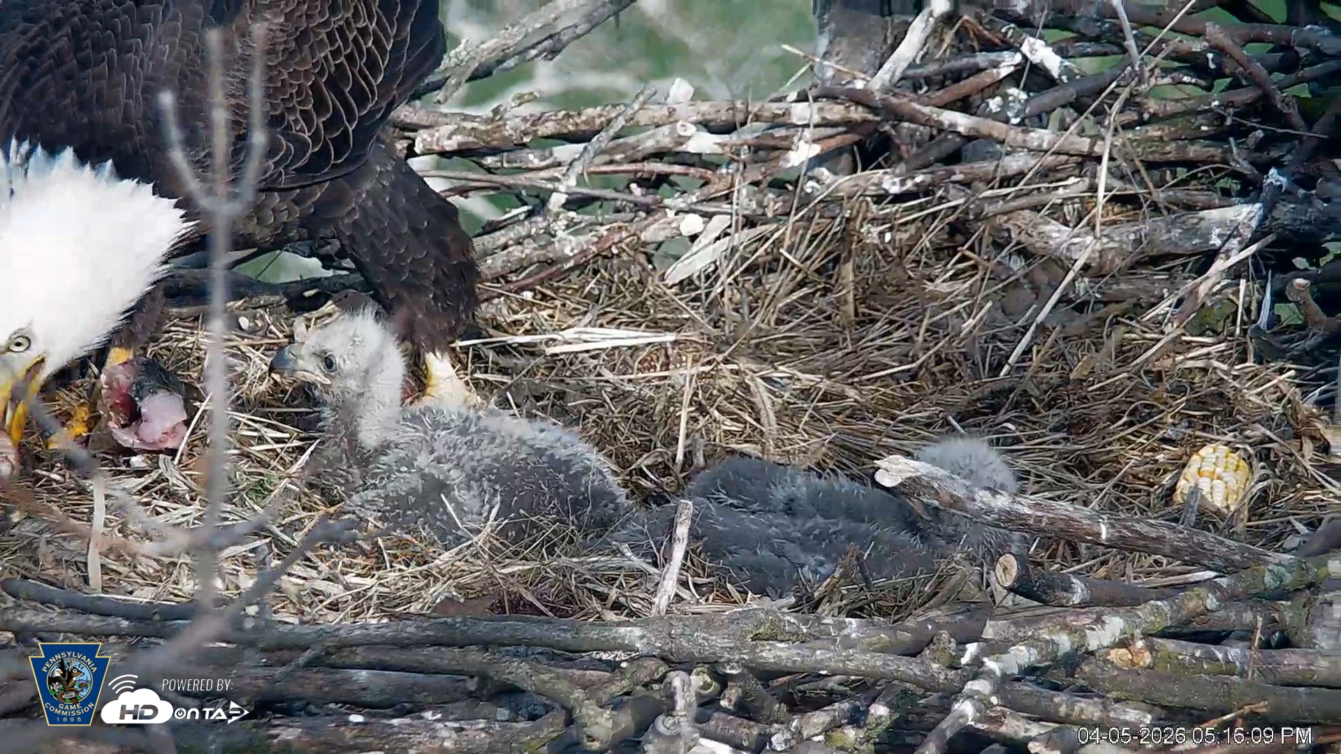 Snapshot of PA Farm Country Eagles Live Cams taken Apr 5, 2026, 5:16pm EDT