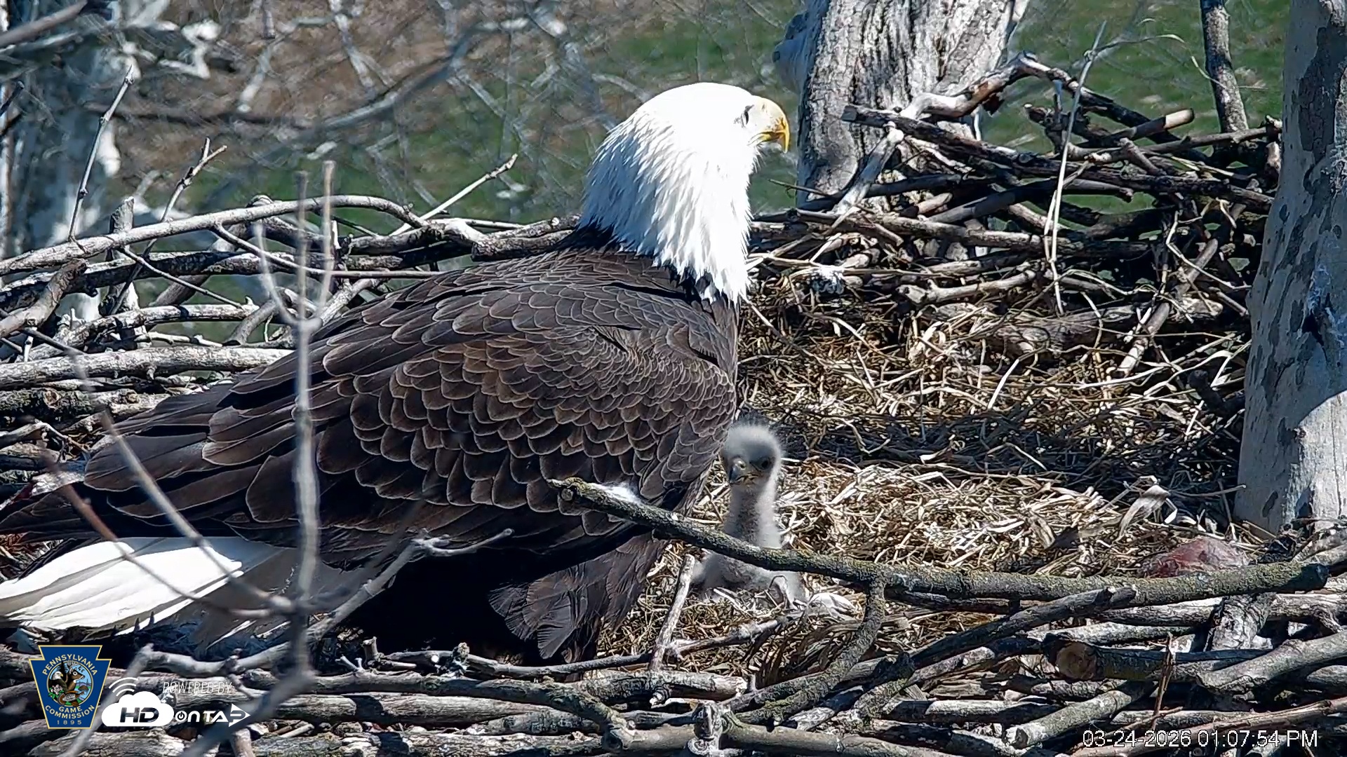 Snapshot of PA Farm Country Eagles Live Cams taken Mar 24, 2026, 1:08pm EDT