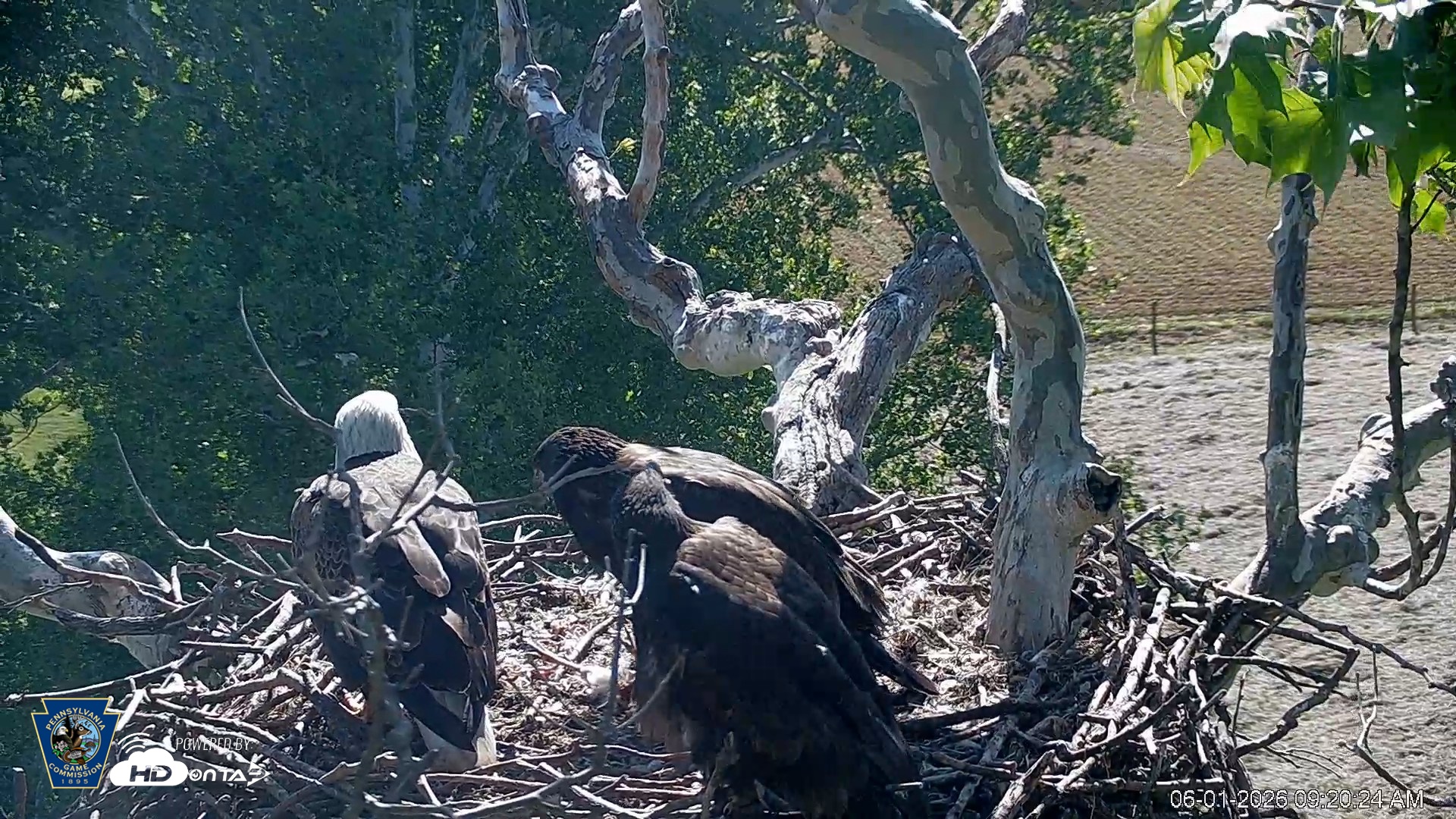 Snapshot of PA Farm Country Eagles Live Cams taken Jun 1, 2026, 9:21am EDT