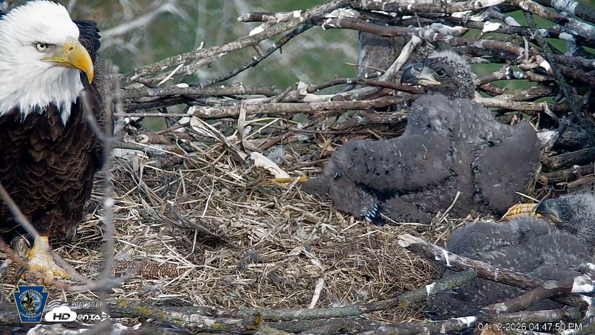 Snapshot of PA Farm Country Eagles Live Cams taken Apr 12, 2026, 4:48pm EDT