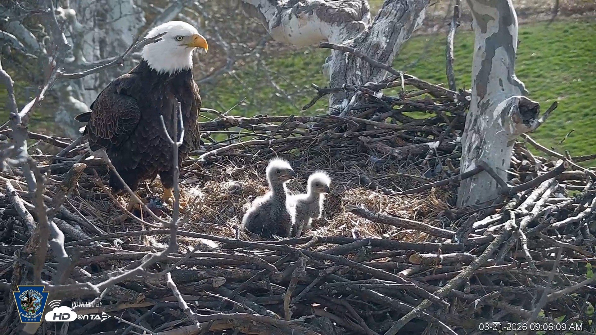 Snapshot of PA Farm Country Eagles Live Cams taken Mar 31, 2026, 9:06am EDT