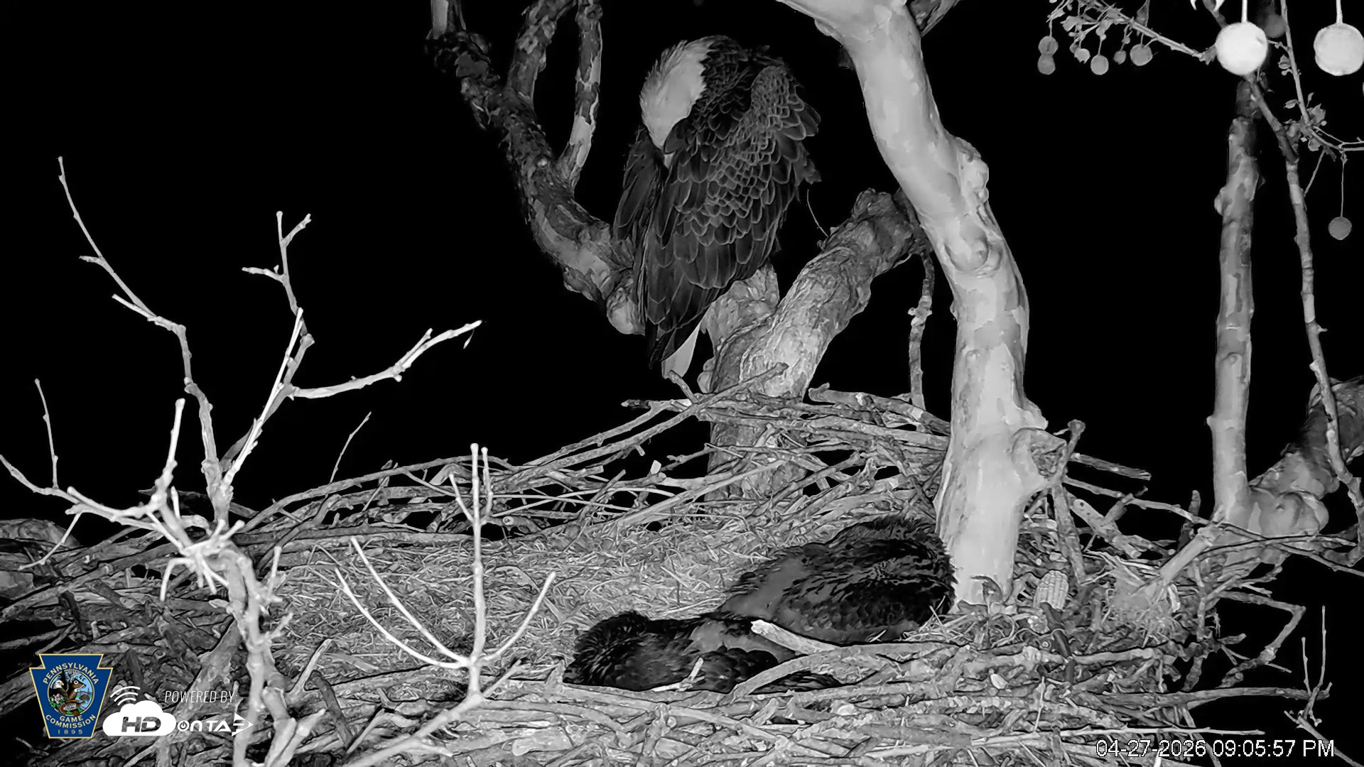 Snapshot of PA Farm Country Eagles Live Cams taken Apr 27, 2026, 9:06pm EDT