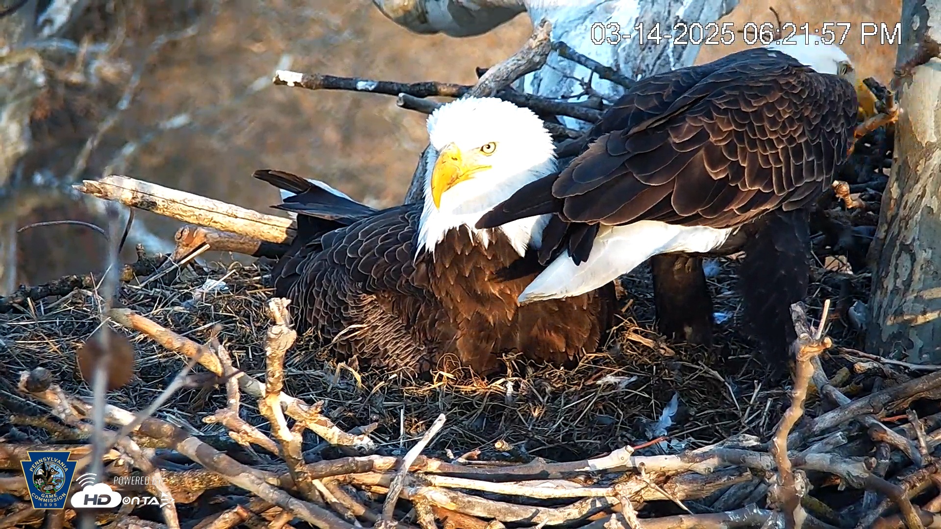 Snapshot of PA Farm Country Eagles Live Cams taken Mar 14, 2025, 6:22pm EDT