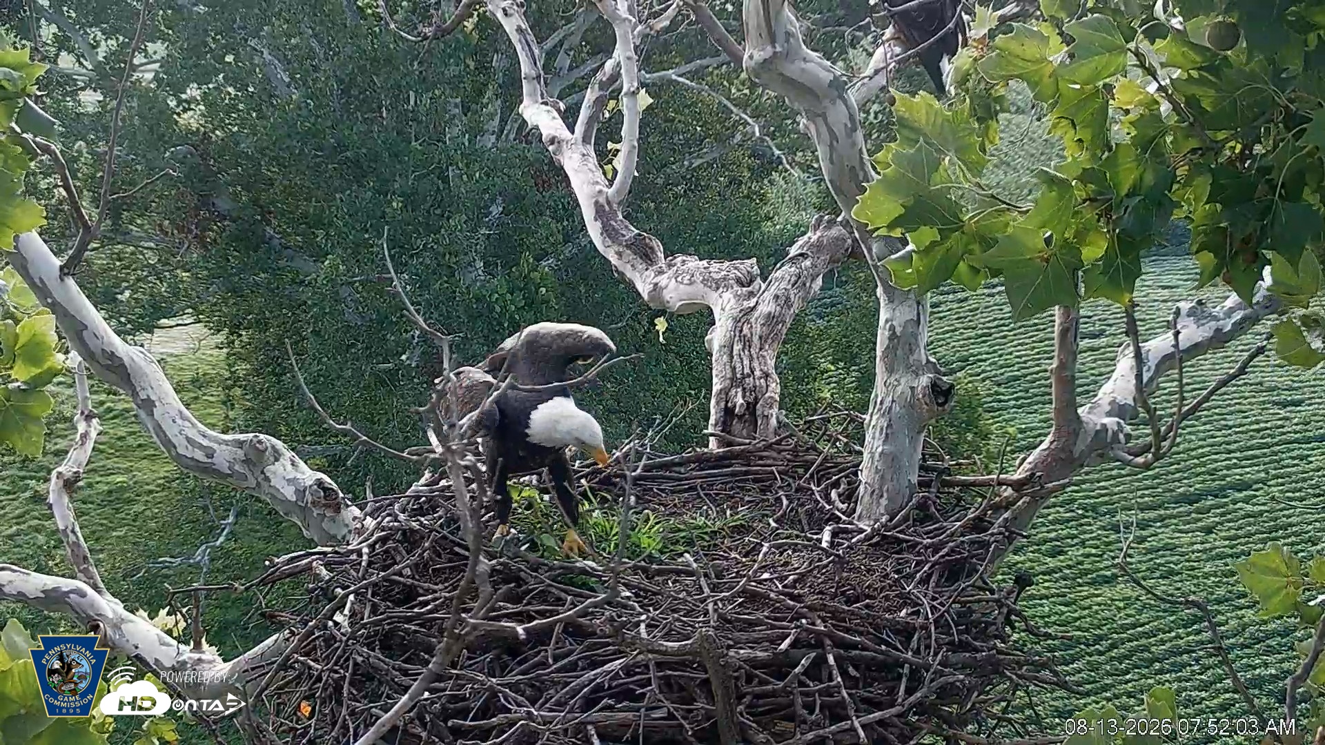 Snapshot of PA Farm Country Eagles Live Cams taken Aug 13, 2026, 7:52am EDT