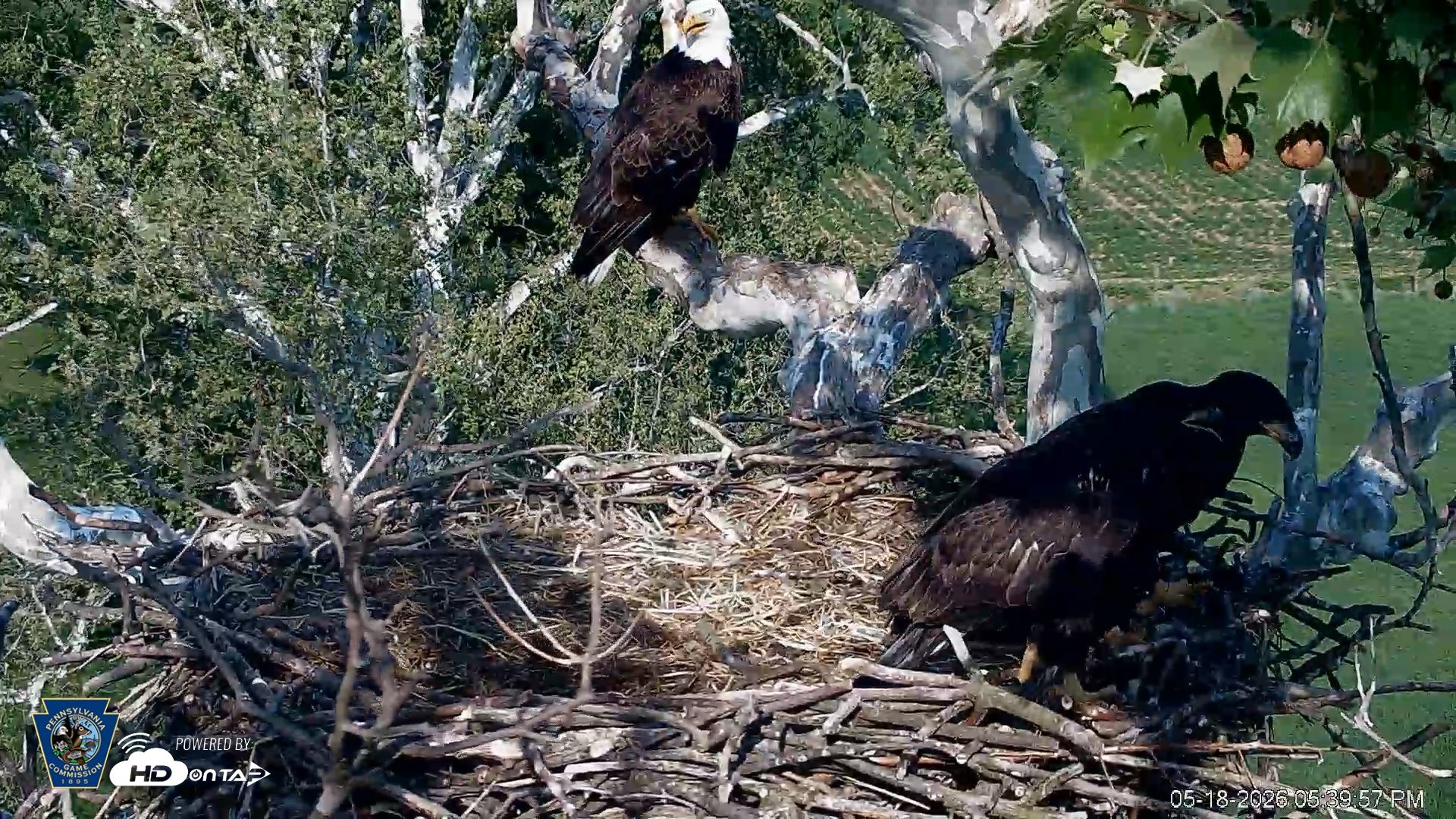 Snapshot of PA Farm Country Eagles Live Cams taken May 18, 2026, 5:40pm EDT