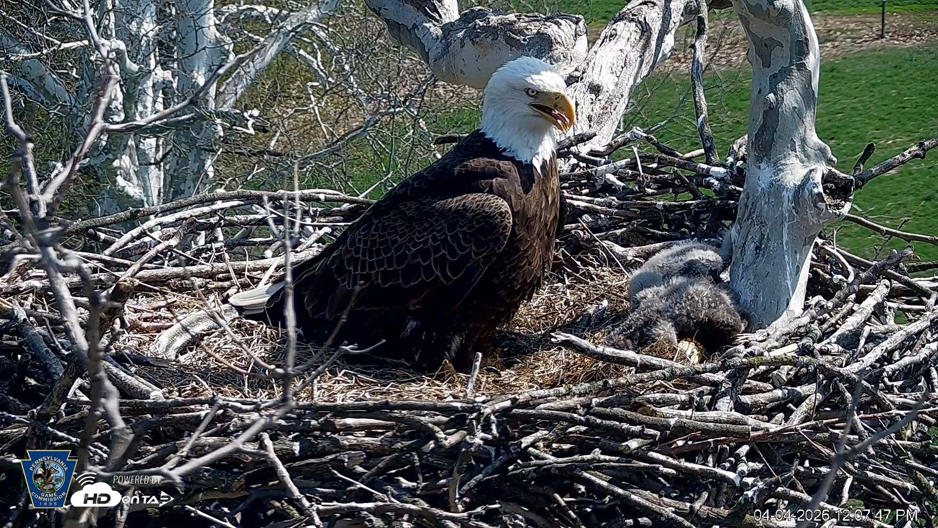 Snapshot of PA Farm Country Eagles Live Cams taken Apr 4, 2026, 12:08pm EDT