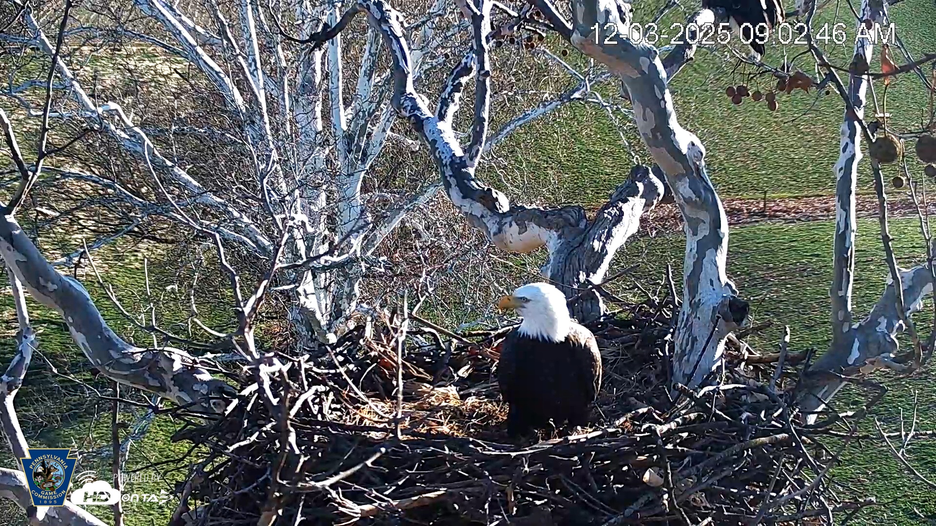 Snapshot of PA Farm Country Eagles Live Cams taken Dec 3, 2025, 9:03am EST