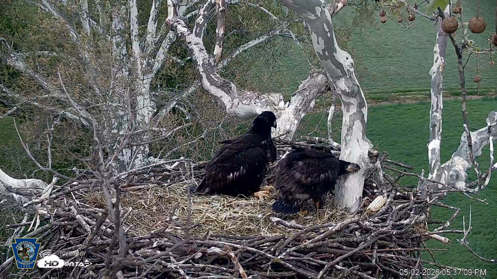 Snapshot of PA Farm Country Eagles Live Cams taken May 2, 2026, 5:38pm EDT