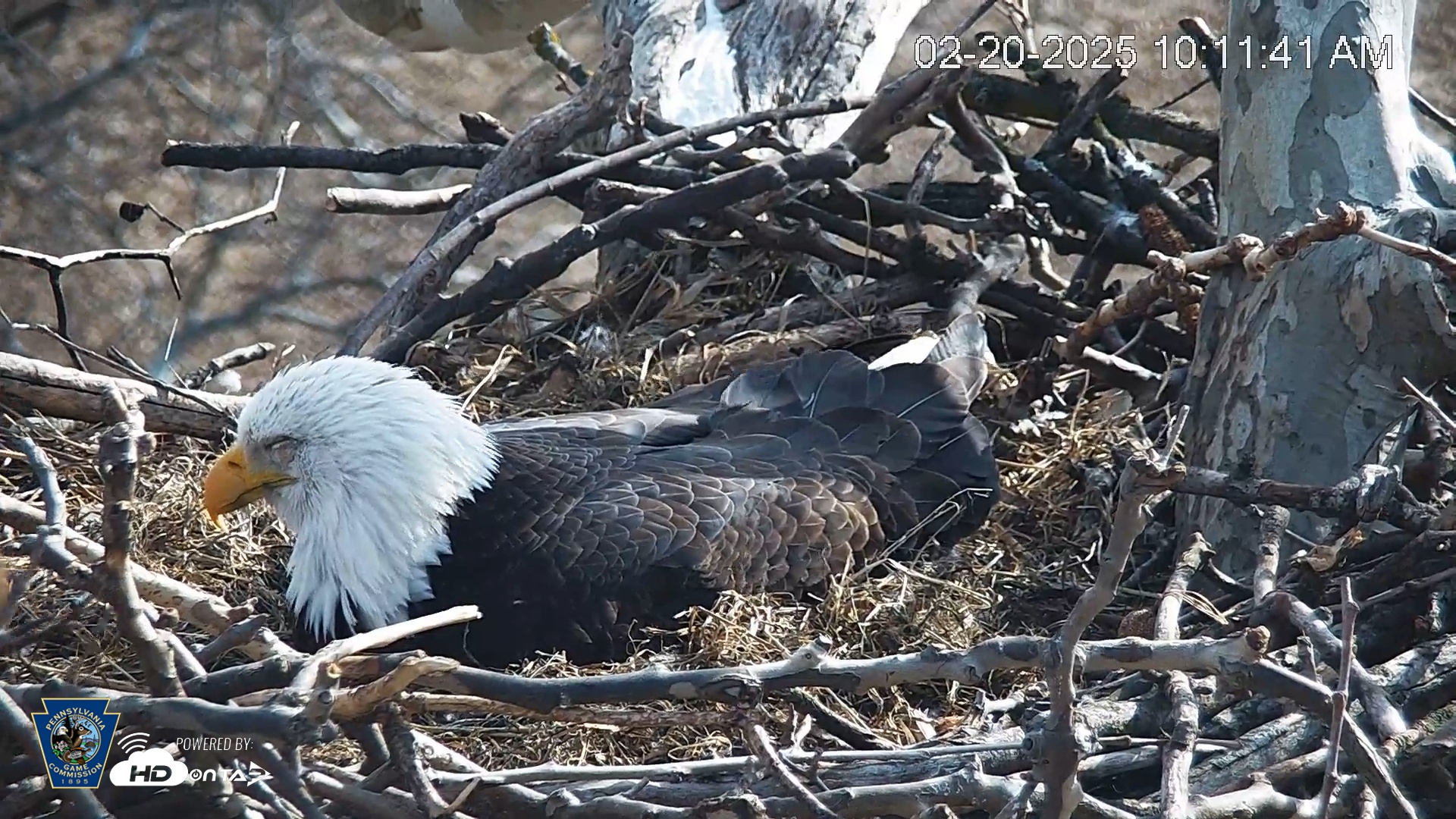 Snapshot of PA Farm Country Eagles Live Cams taken Feb 20, 2025, 10:12am EST