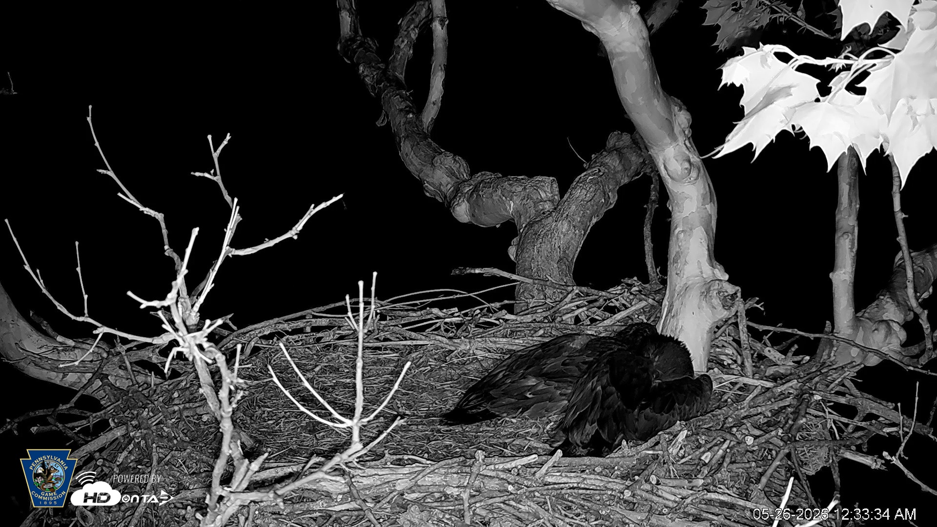 Snapshot of PA Farm Country Eagles Live Cams taken May 26, 2026, 12:34am EDT
