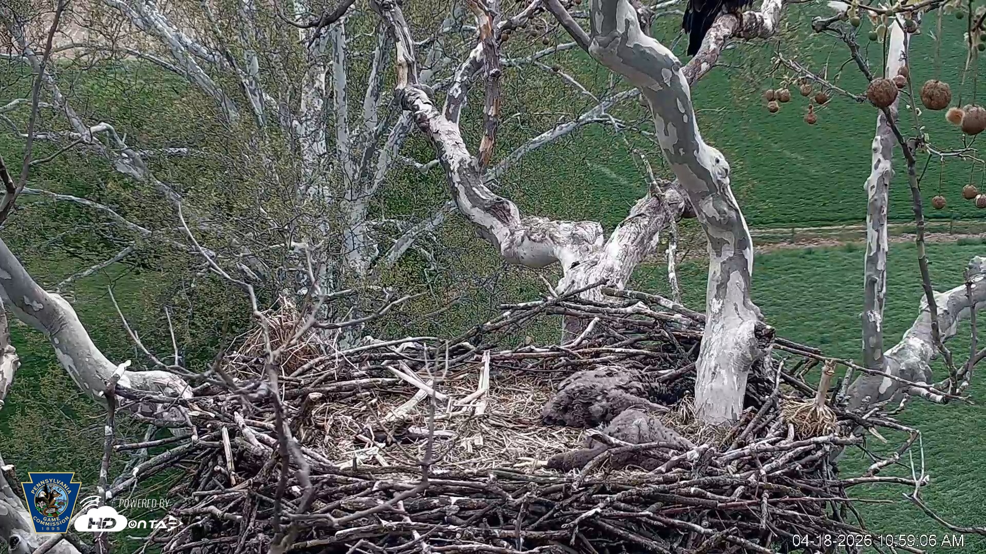 Snapshot of PA Farm Country Eagles Live Cams taken Apr 18, 2026, 11:00am EDT
